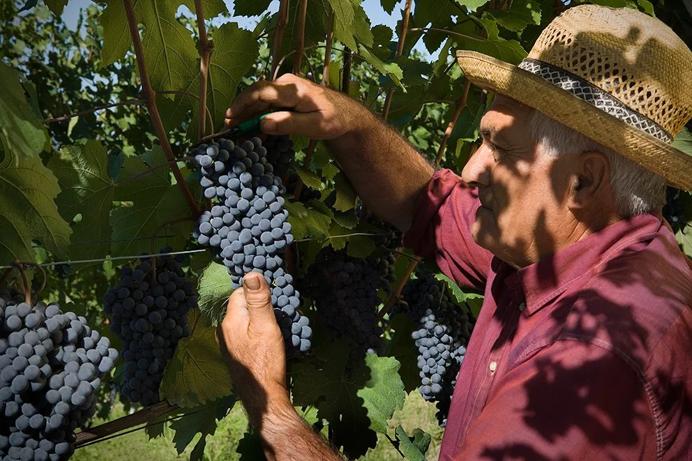 Tableside Tasting&nbsp;With Jacopo Di Battista of Querceto di Castellina