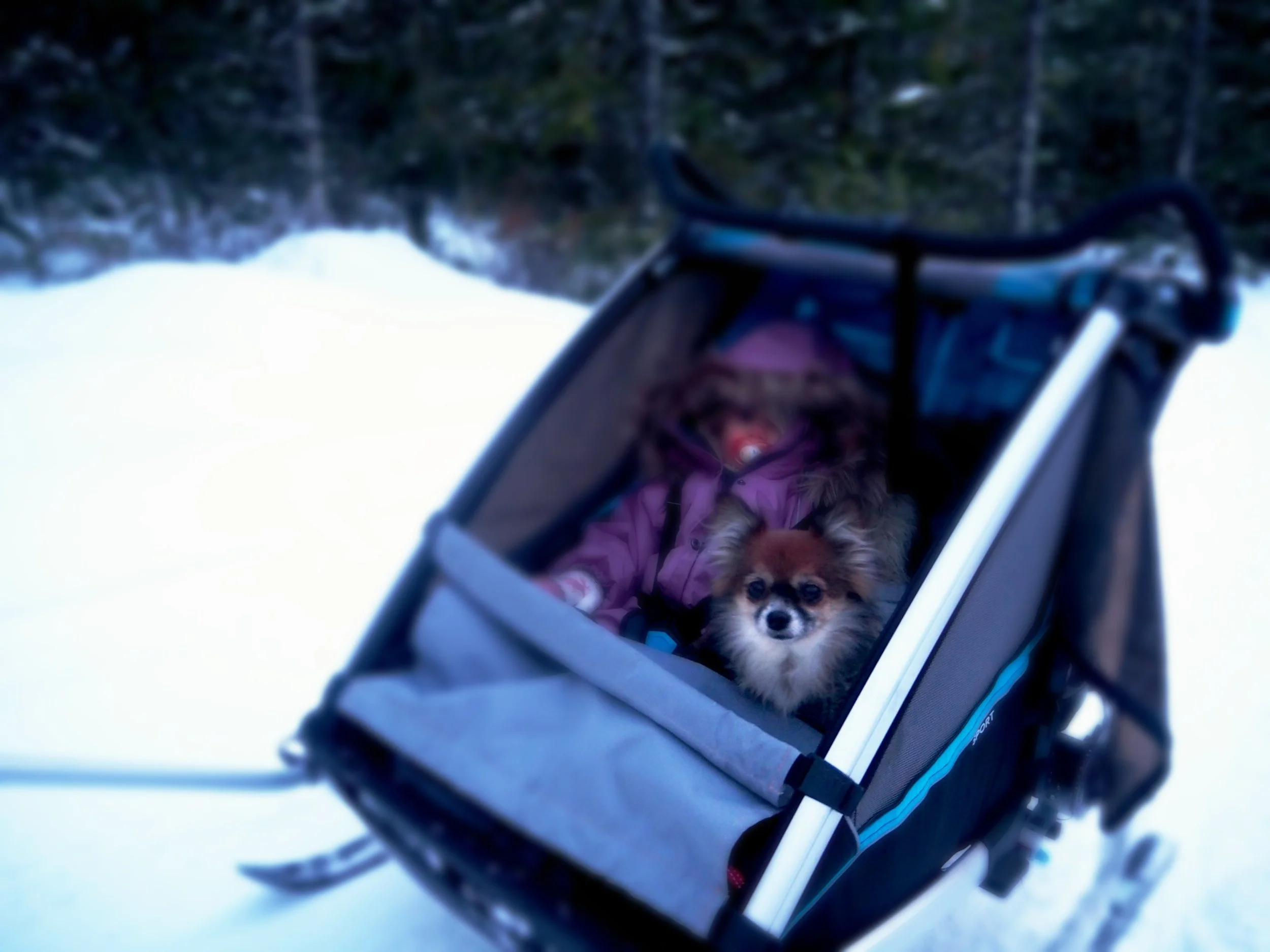 Prestmyra, langrenn, Frei. Thule sport 2, 5 in 1 vogn. skikit