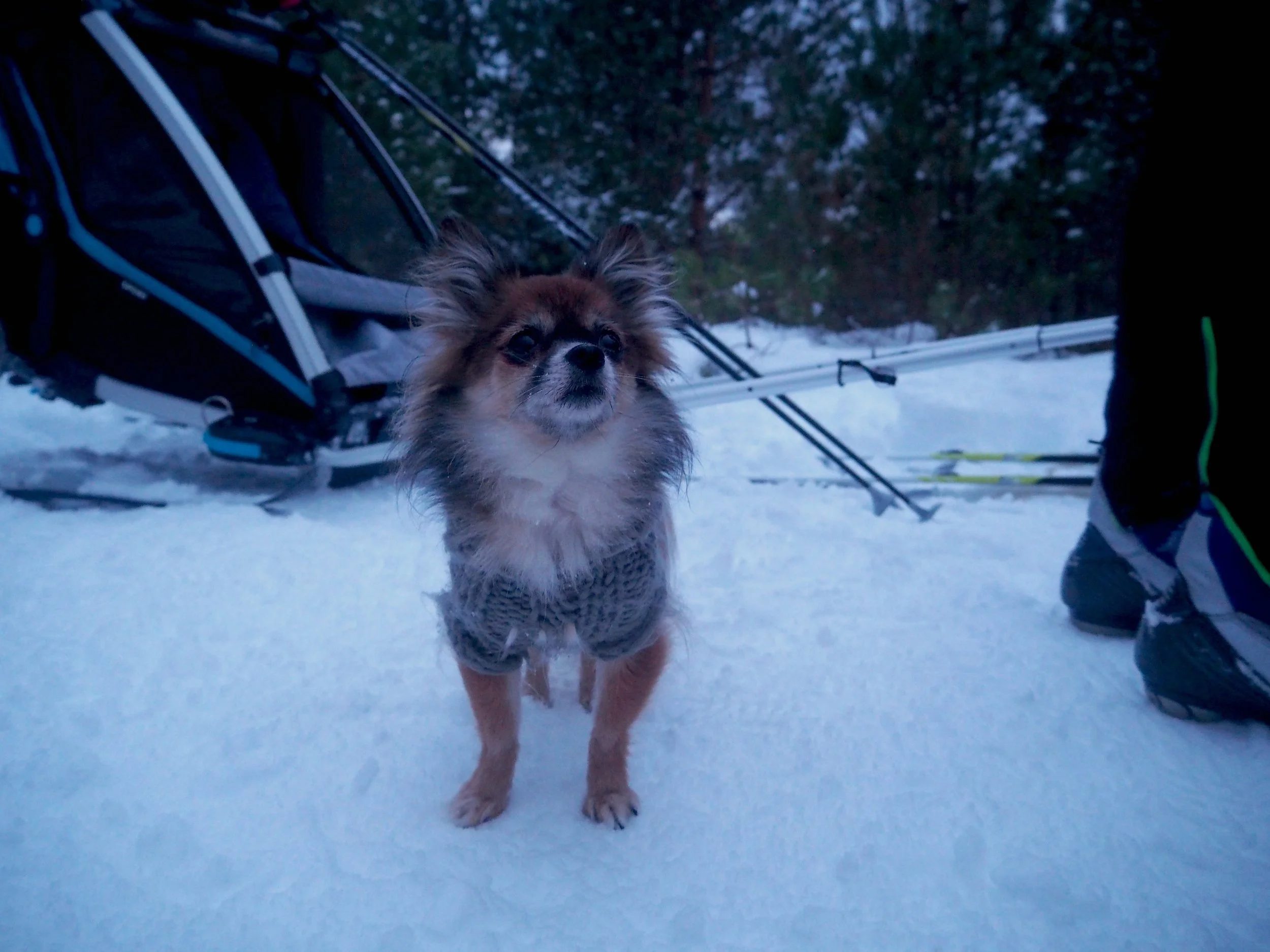Chihuahua på langrennstur i pulk sammen med kidden. Prestmyra, langrenn, Frei,