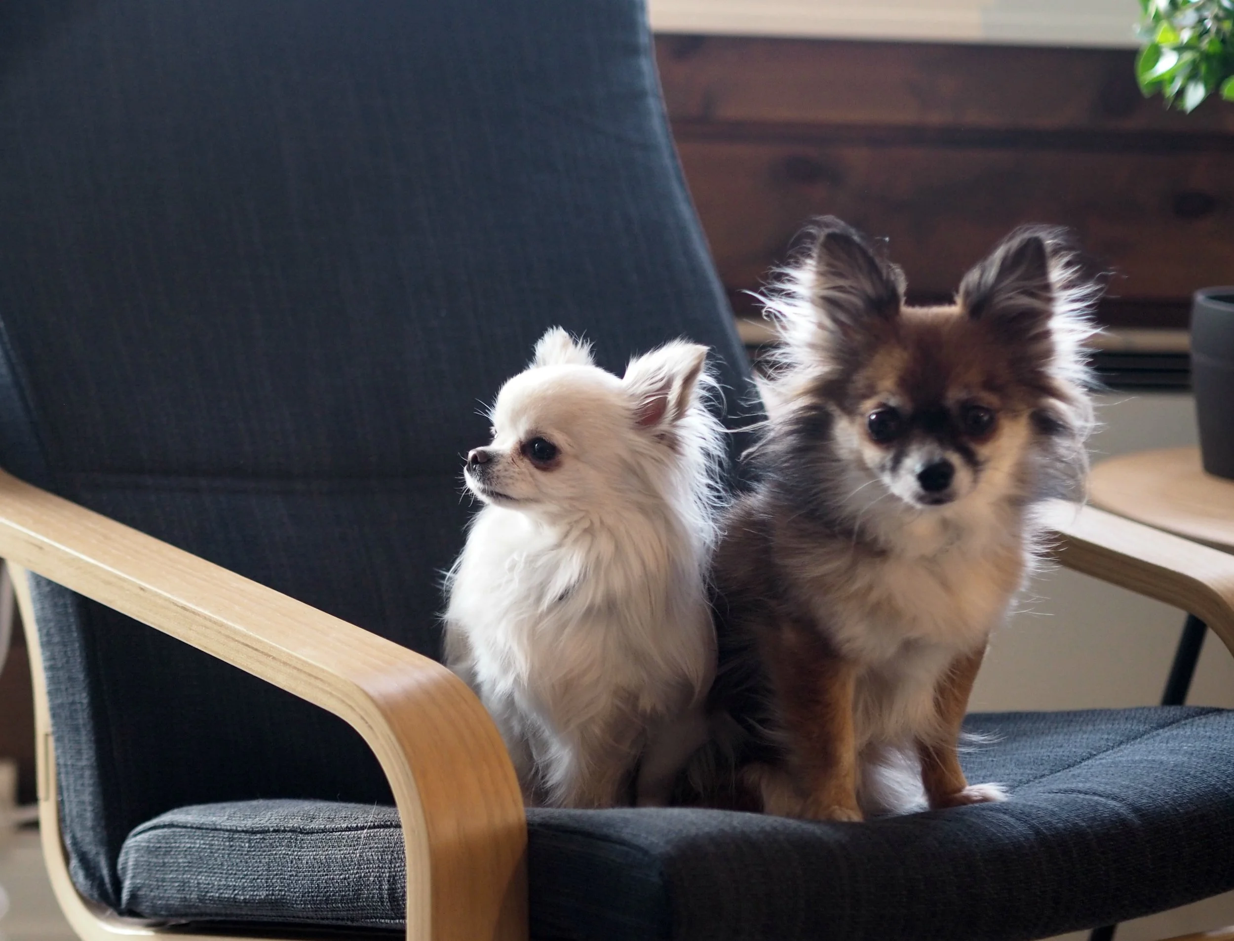 Chihuahua brun og hvit