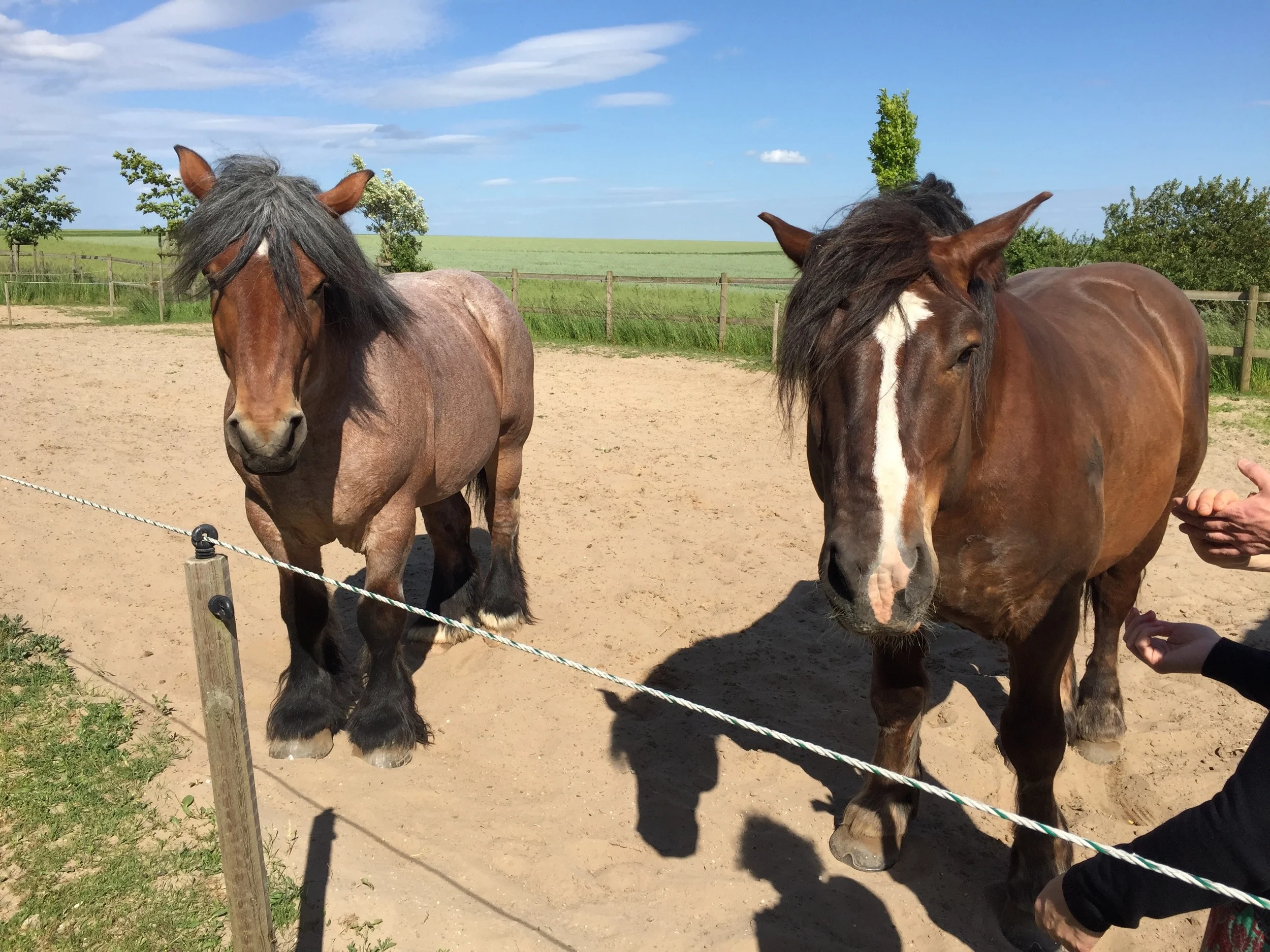 The horses responsible for Marguet's vines
