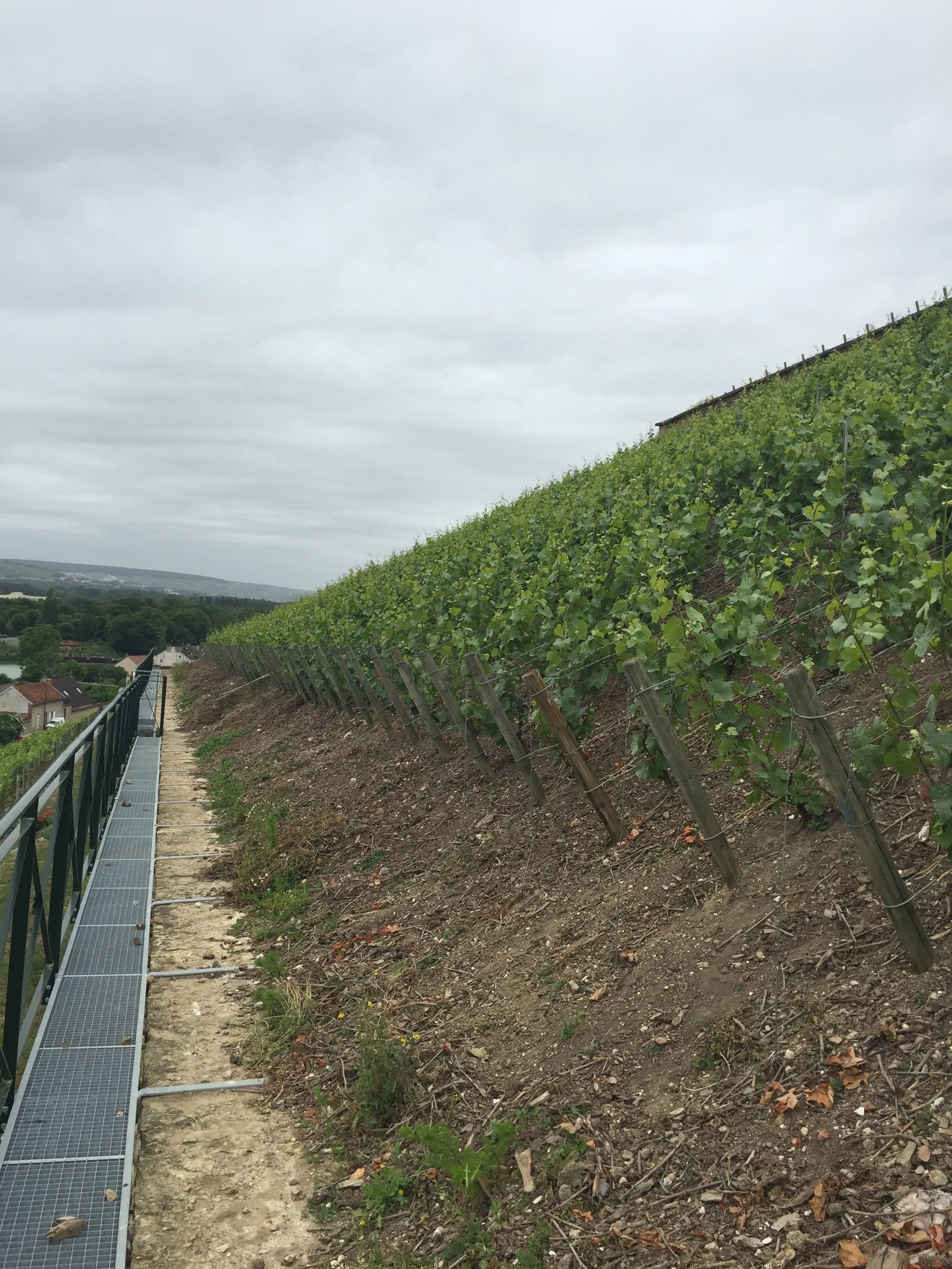 The not so sexy, but rather reassuring safety rail in the middle of Clos des Goisses. Yeah its that steep.