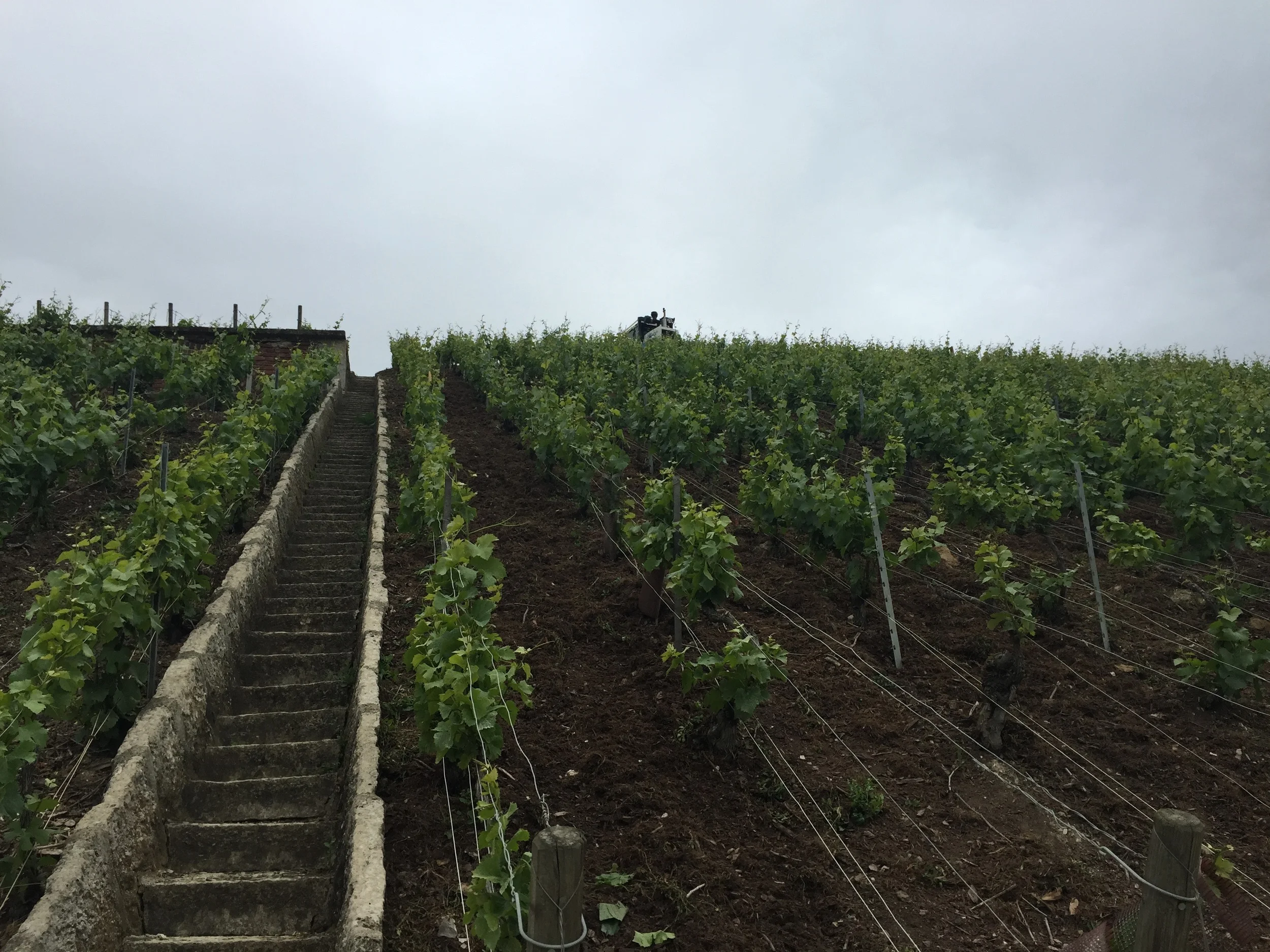 Some sweet vines and a fantastically dangerous flight of stairs in Clos des Goisses.