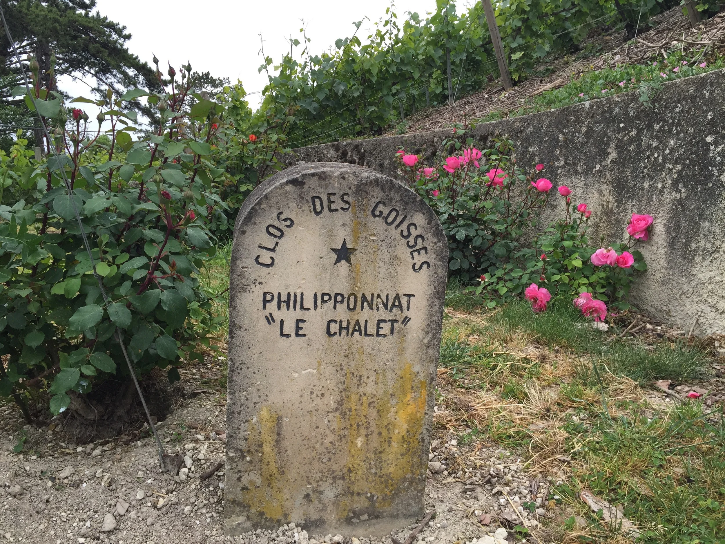 Le Chalet parcel within the Clos des Goisess. The vineyard is big enough to have multiple parcels!
