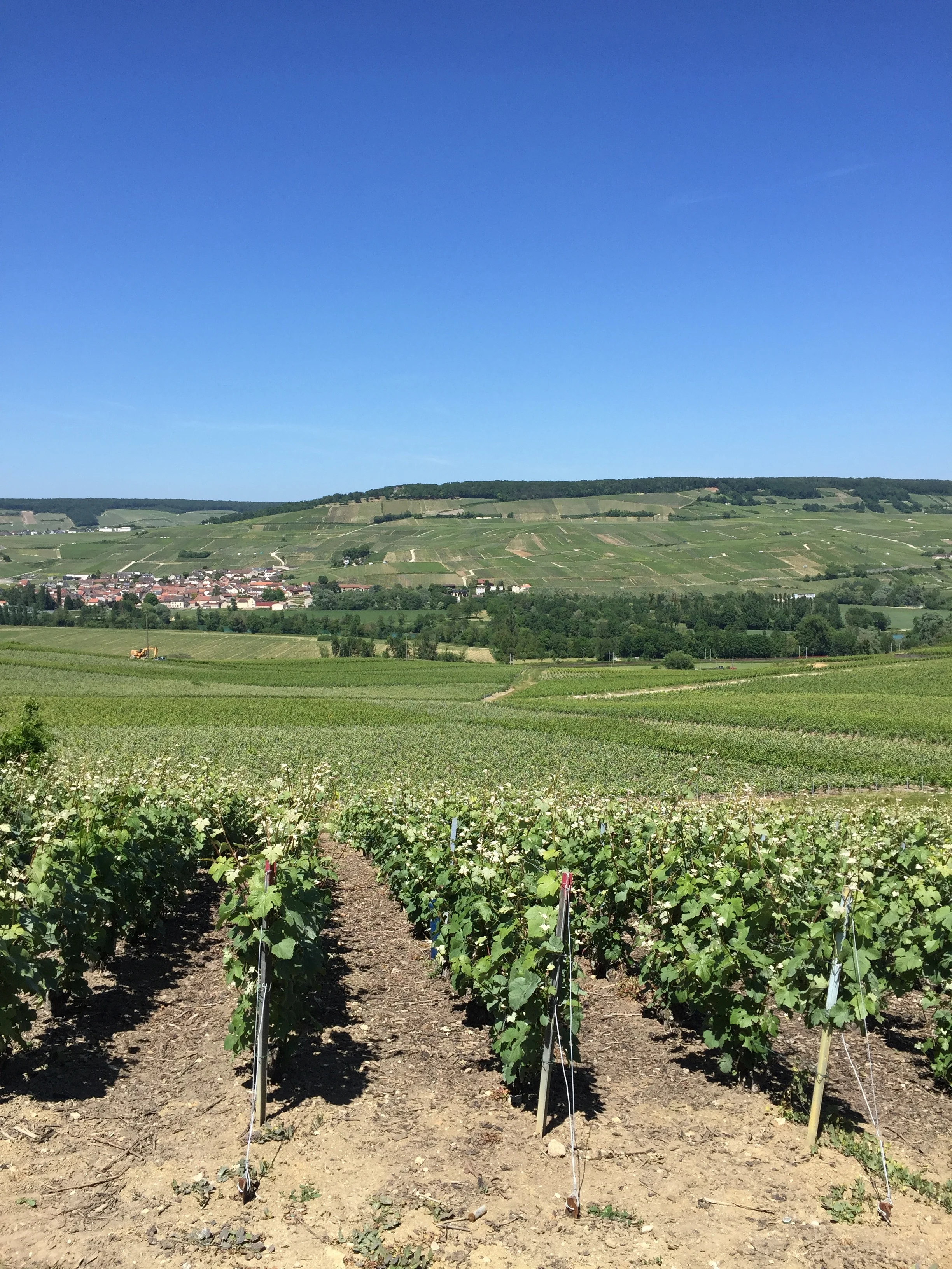 Tarlant's vines with the Rive Droit in the distance.