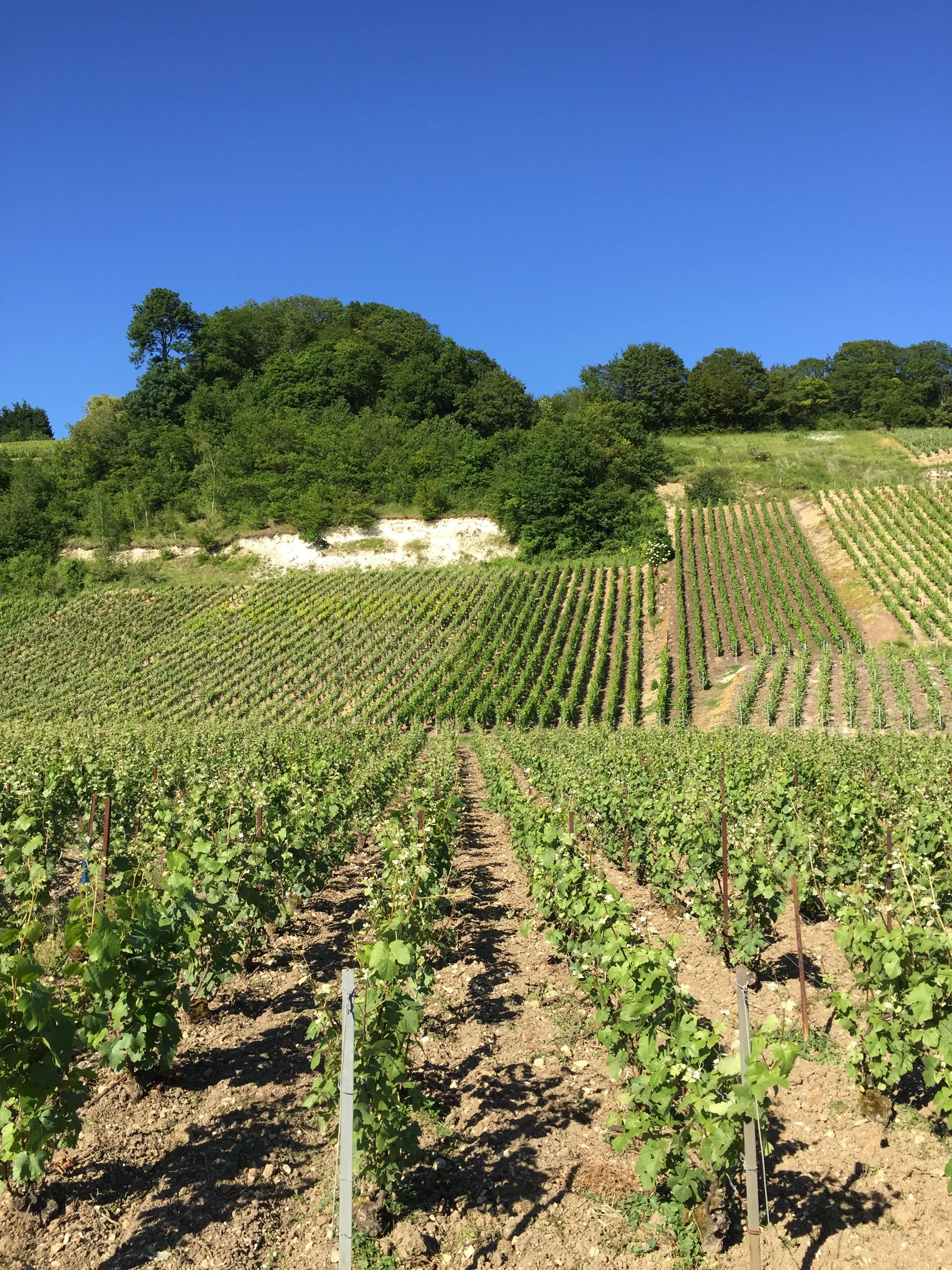 Mignon's Meunier in Festigny
