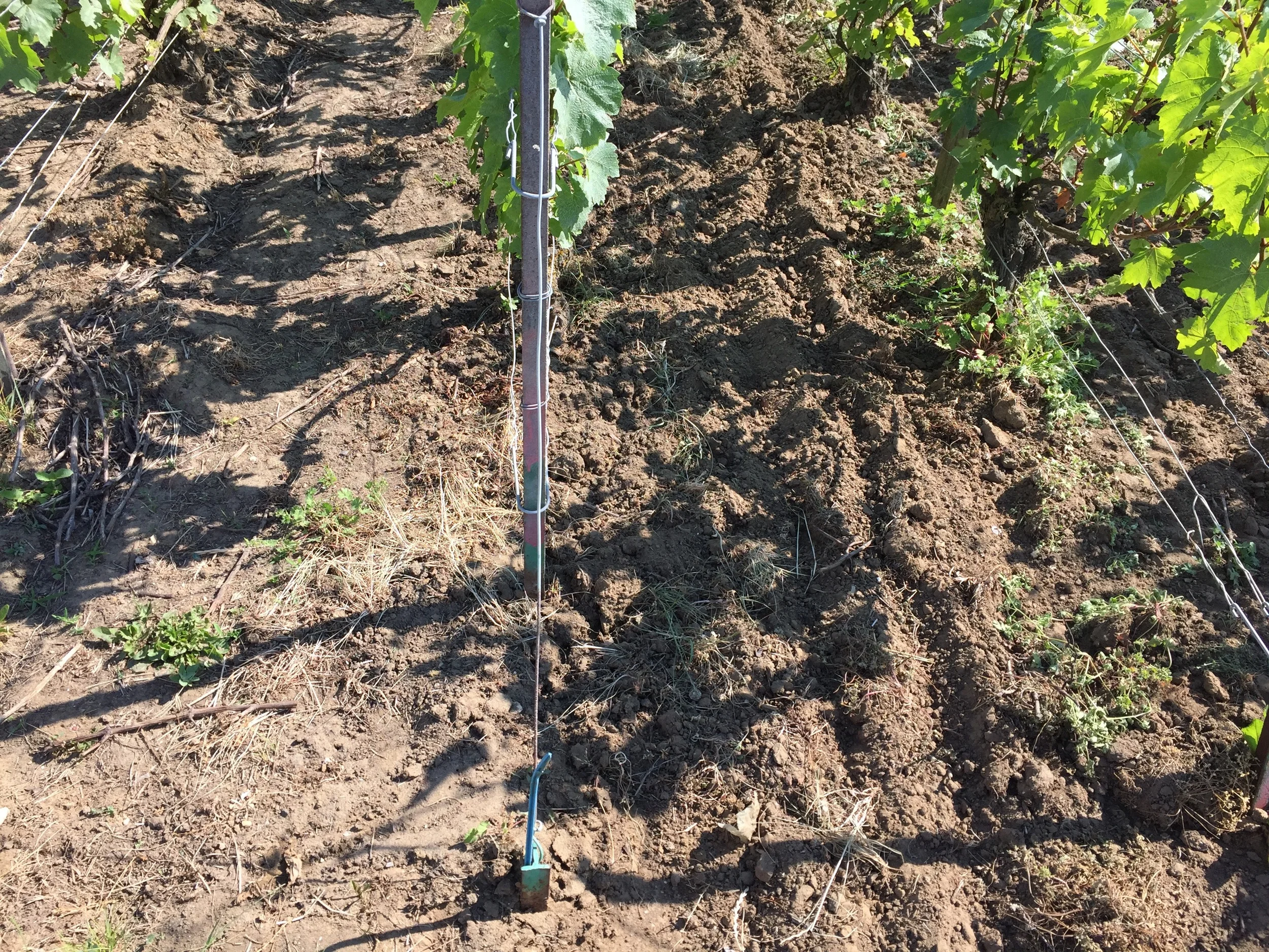 Boulard's vines on the right with loose, healthy soils. Neighbor on the left with hard packed, dead soils