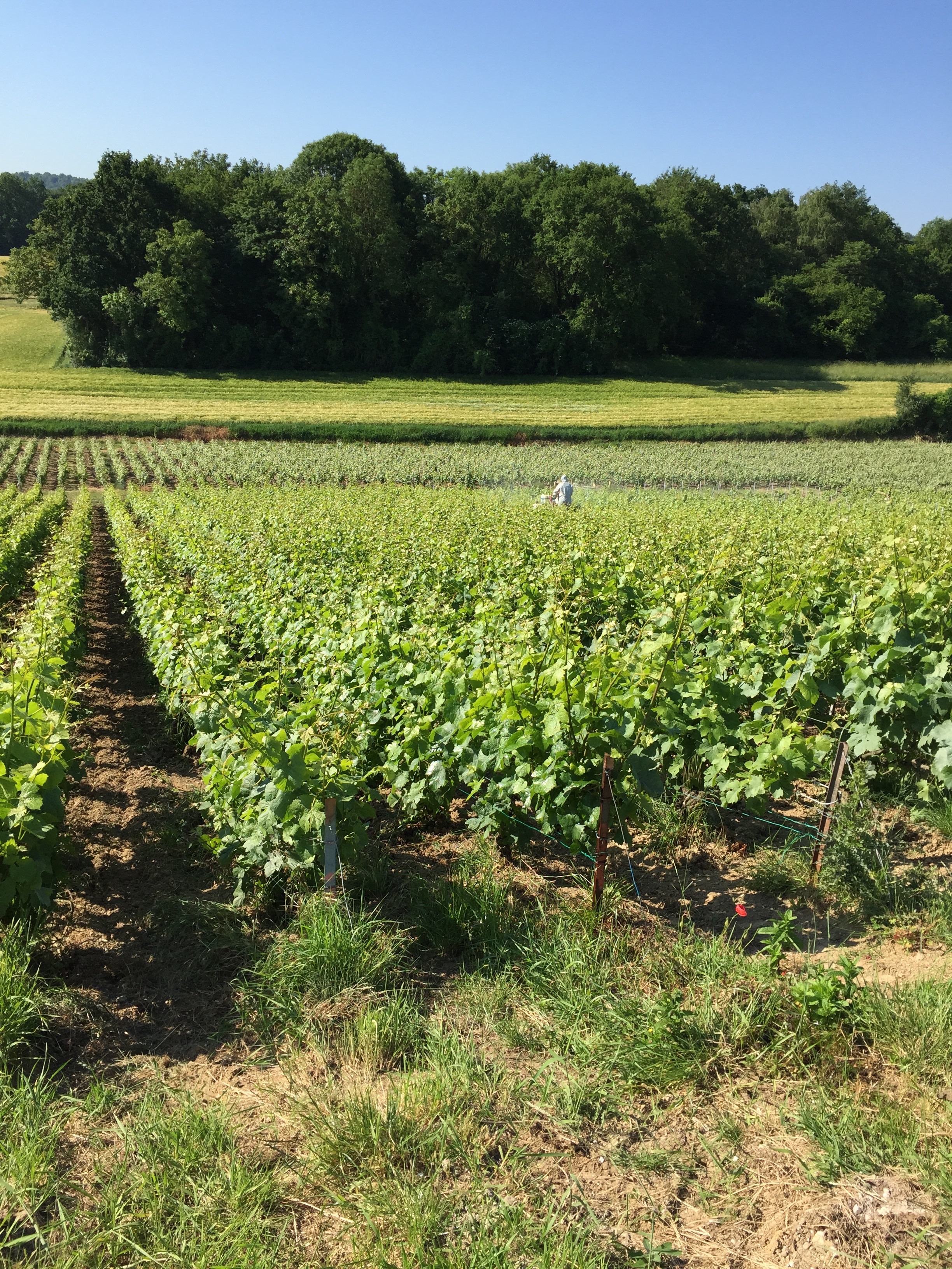 Just out in the vineyards