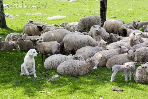 The Shepherding Superintendent