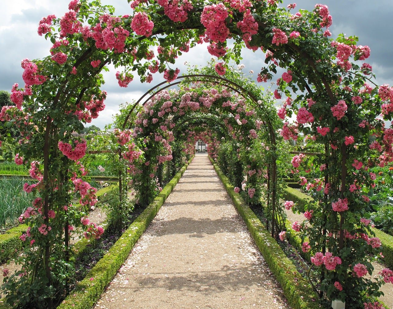 We Were Never Promised a Rose Garden