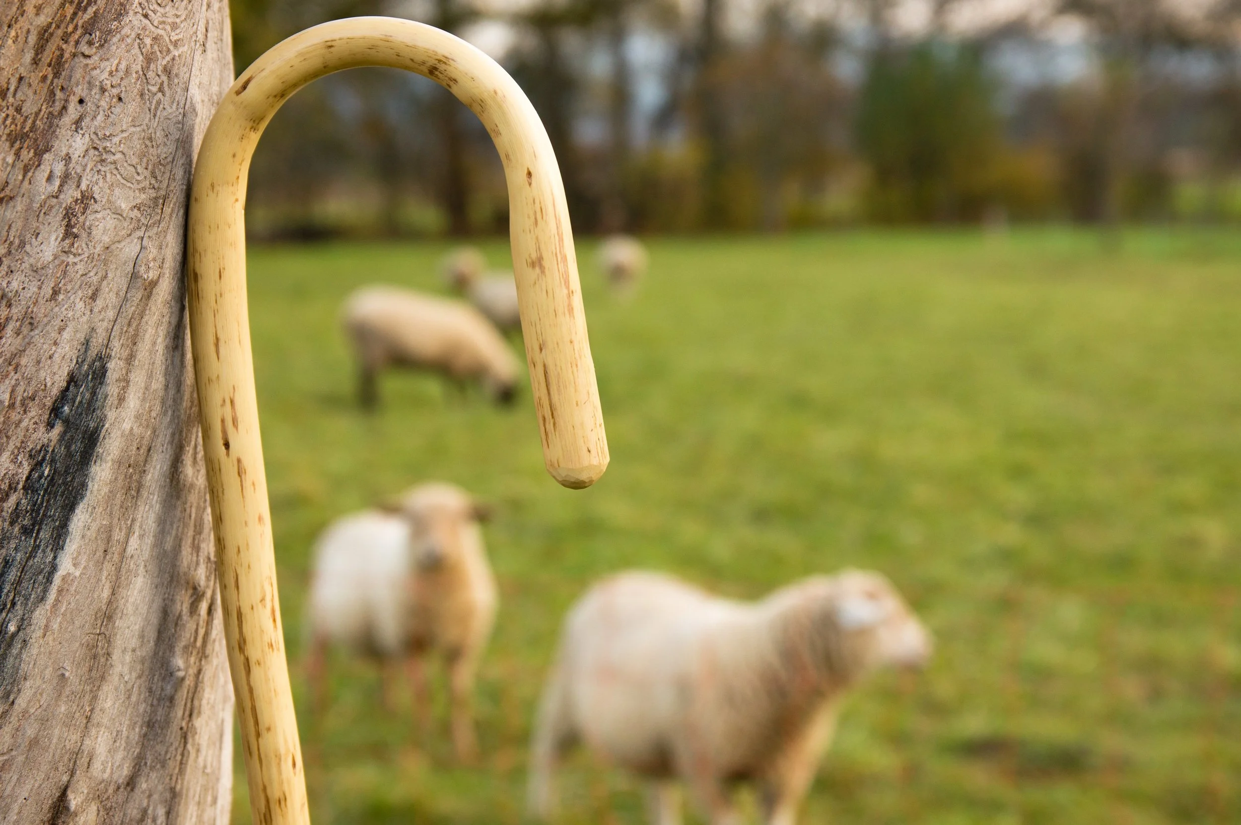 The Shepherding Leader: Lead in the Power of our Good Shepherd