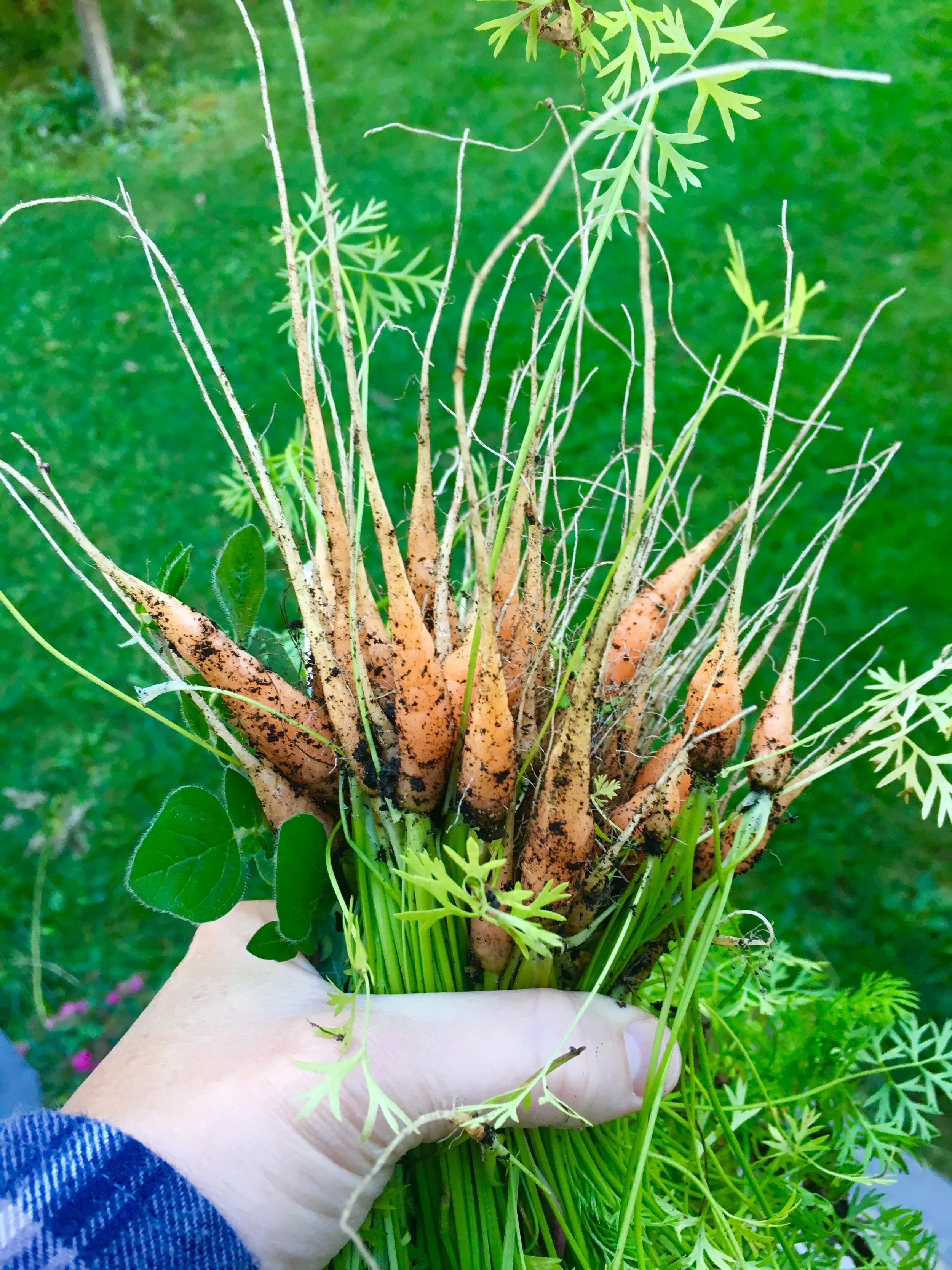 carrots.jpg