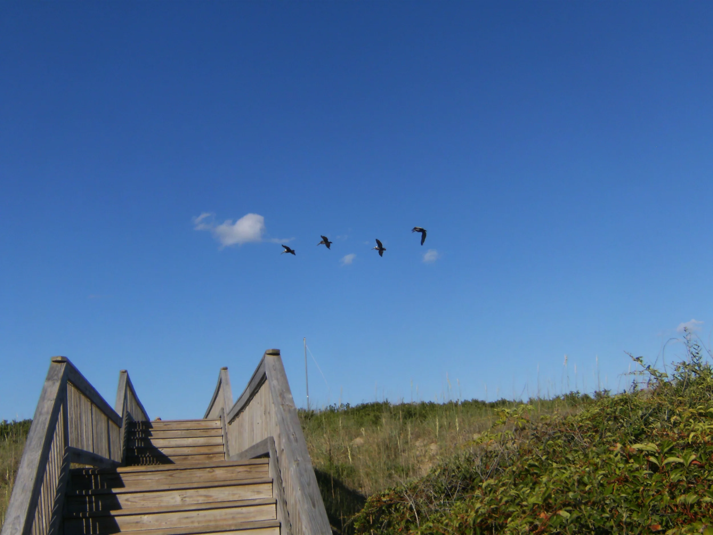 Birds outside our hotel.JPG