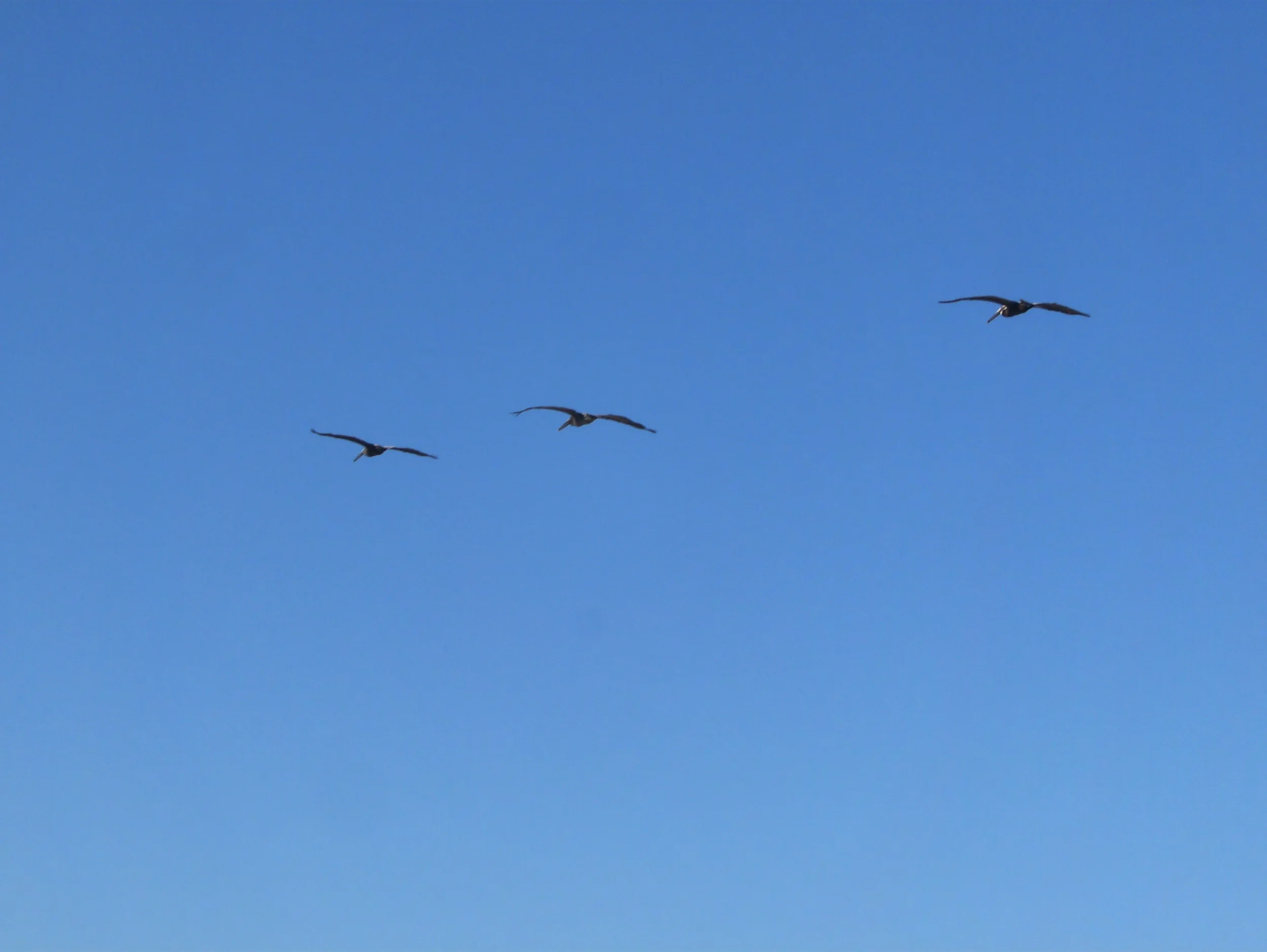 North Carolina birds.JPG