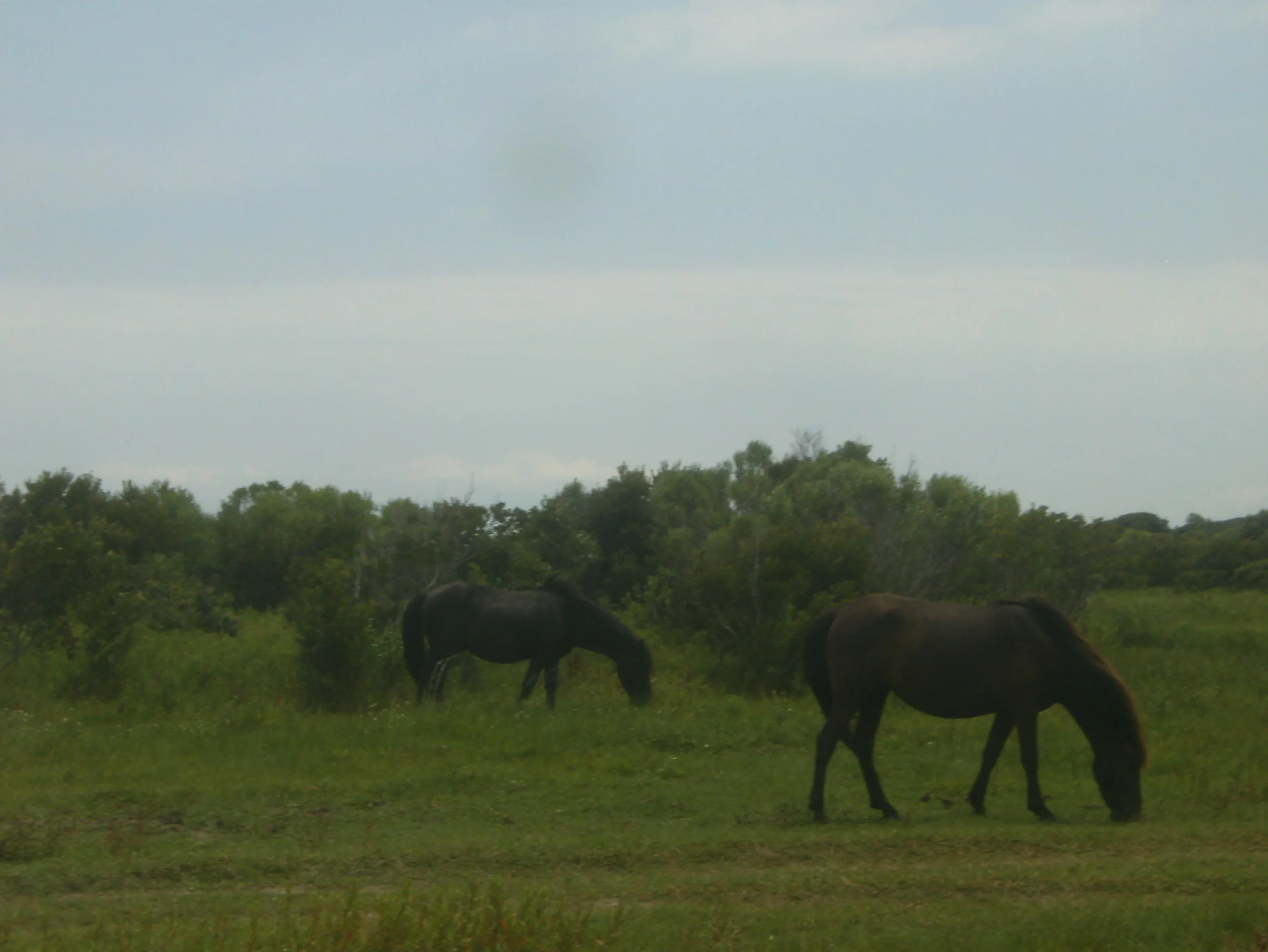 Spanish Mustangs 3.JPG