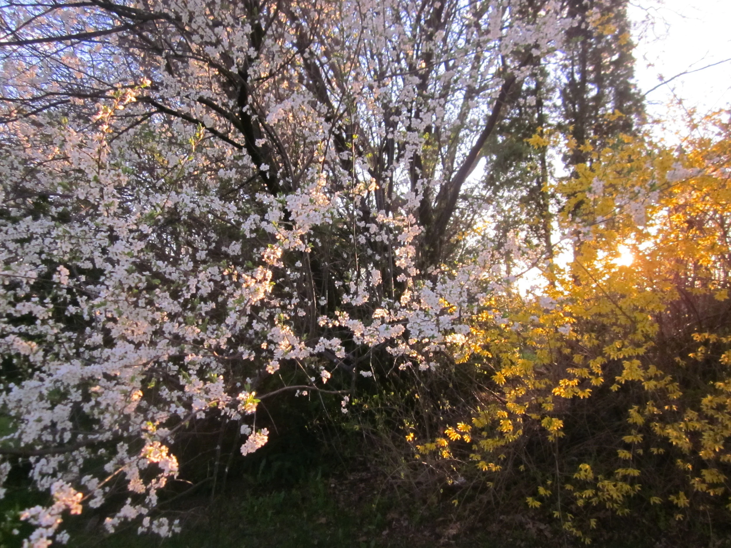 LOOKING BRIGHT--Beautifully backlit blooms reminiscent of stained glass brighten the landscape.