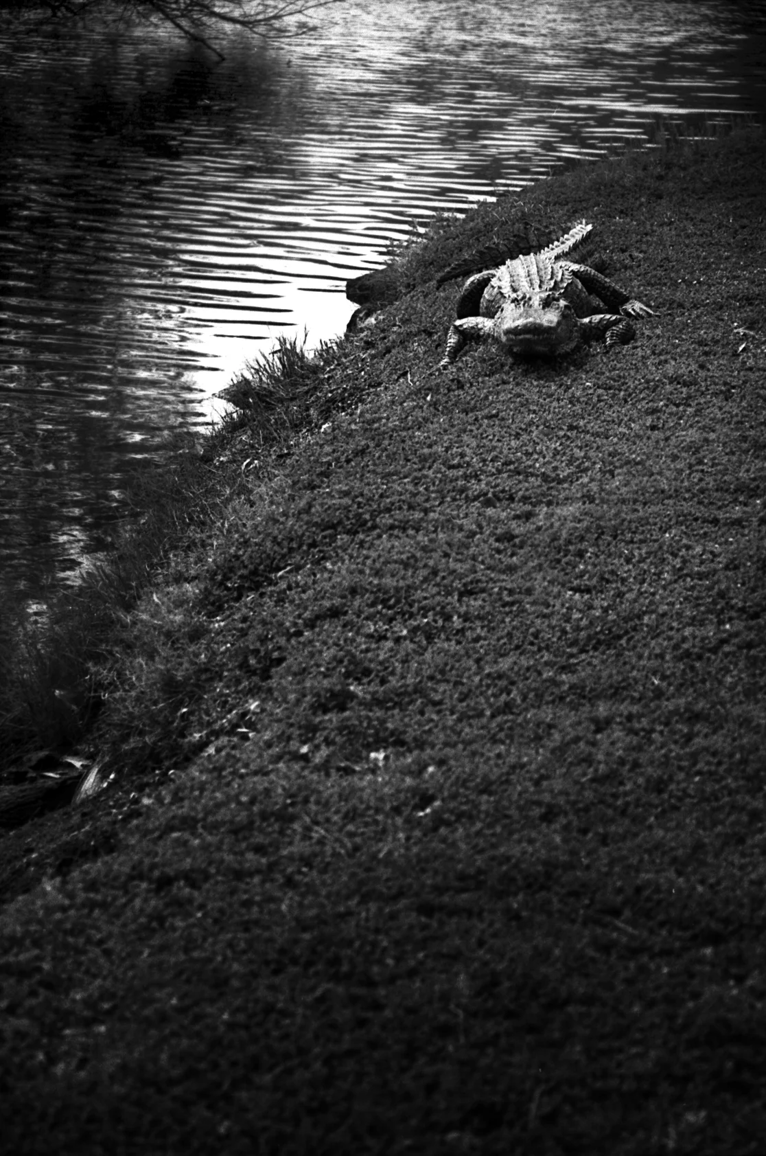 Alligator1j.jpg