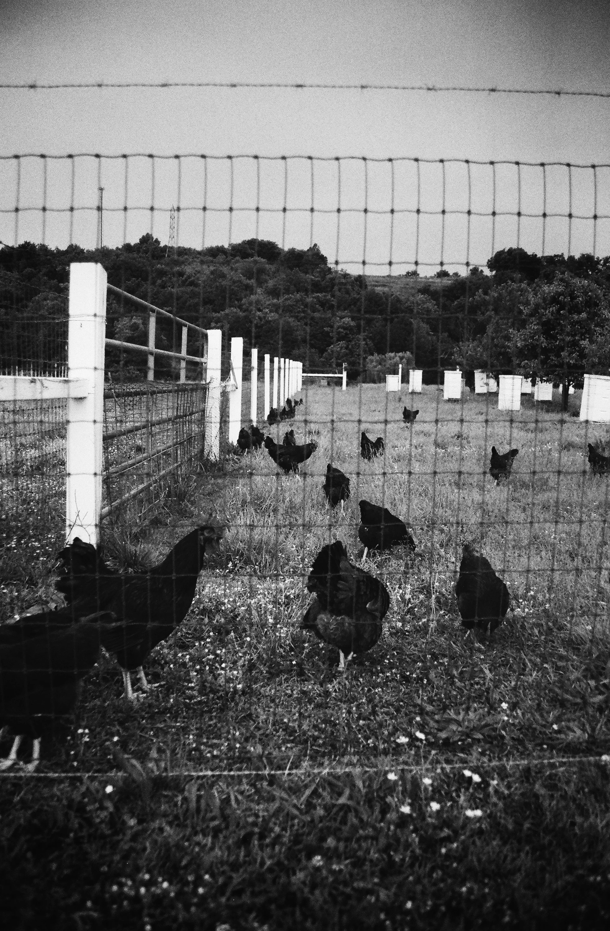 Chickens.jpg