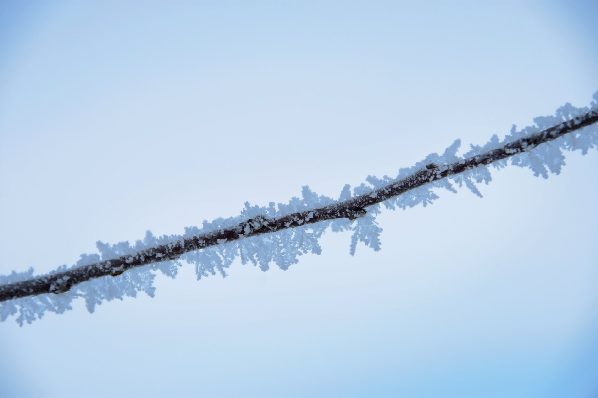 Branch-2.jpg