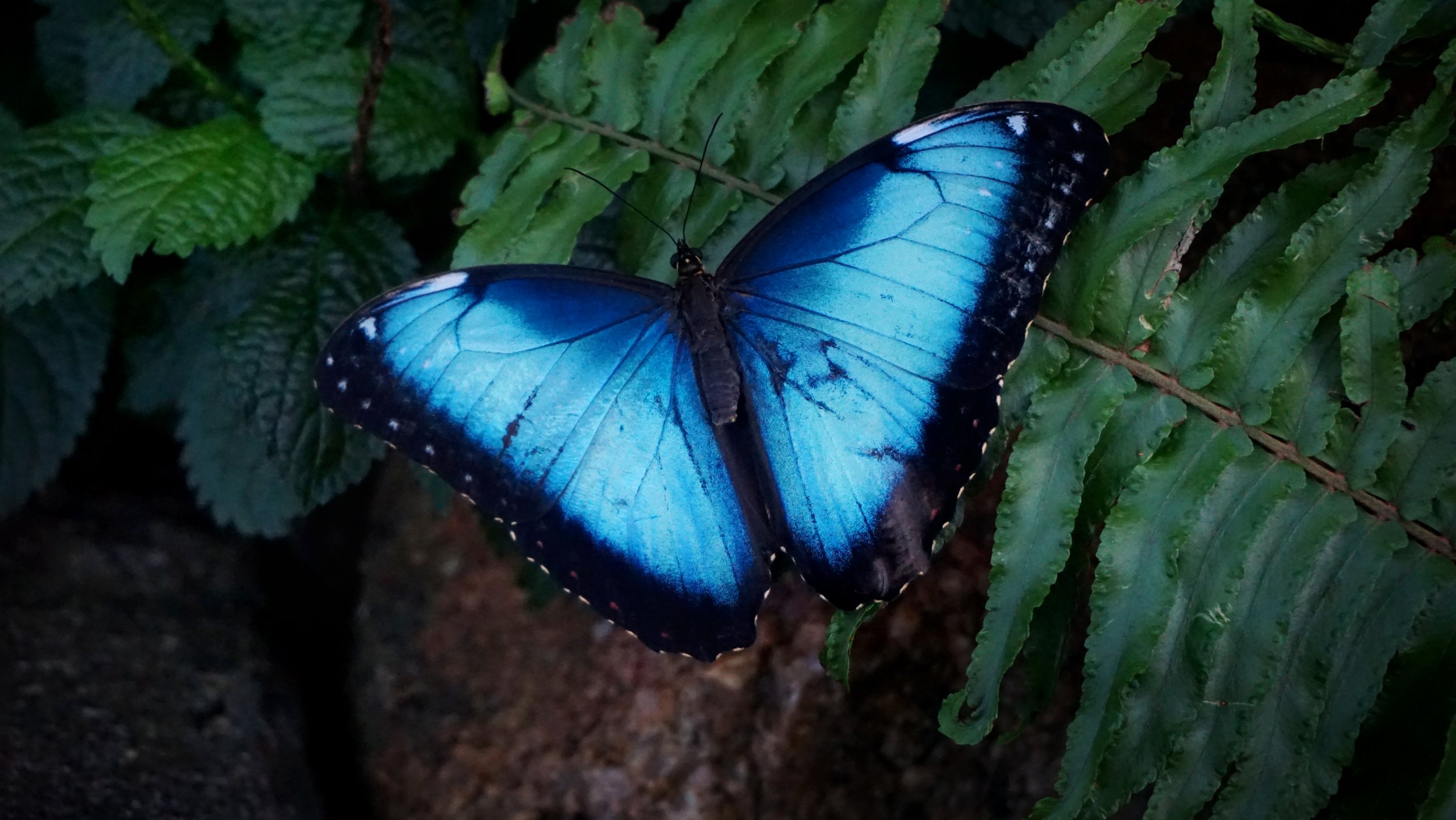 Butterfly.jpg