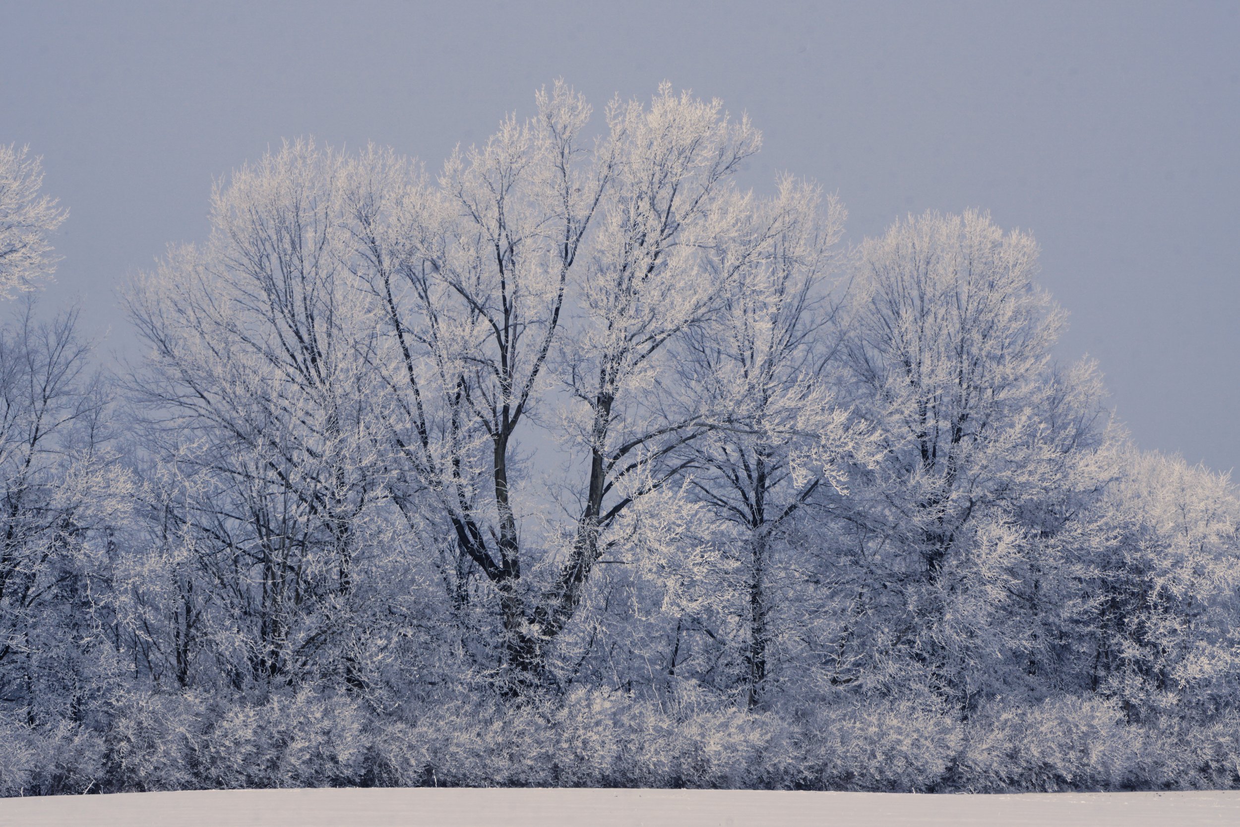 Tree-2.jpg