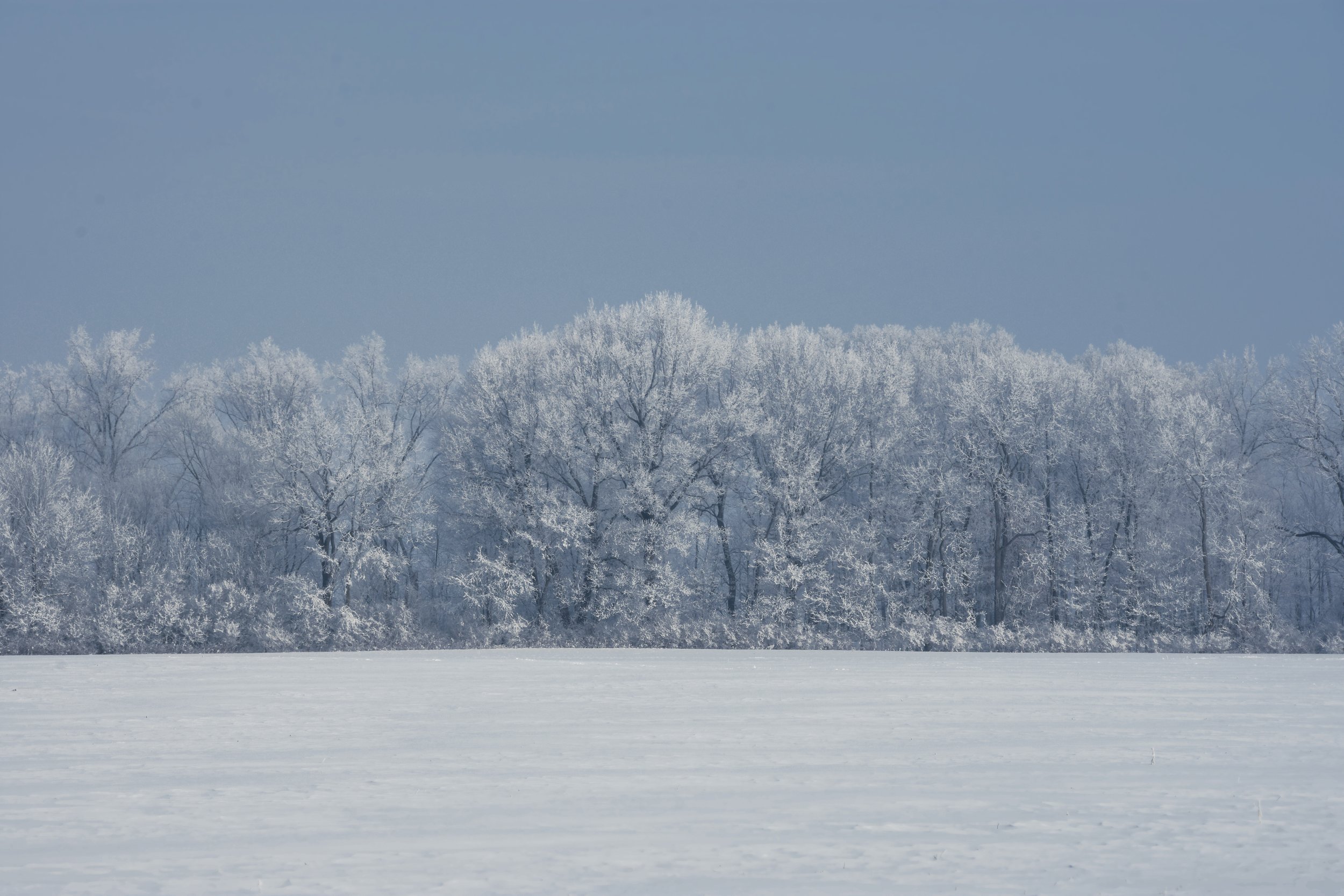 Tree-5.jpg