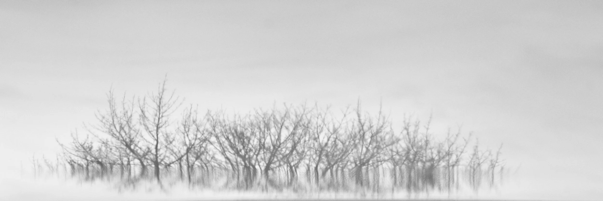 05-122912-trees-6834.jpg