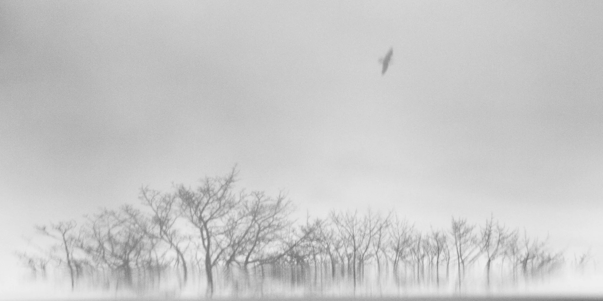 14-122912-trees-6850-10x20.jpg