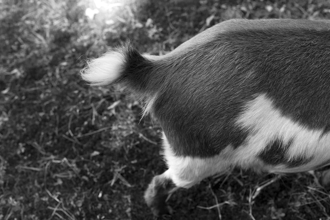 goat tail, capra diem farm | carlisle ma, 2014