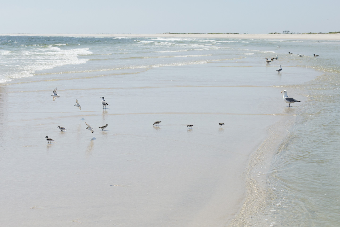 sandpipers & gulls | lbi, 2015