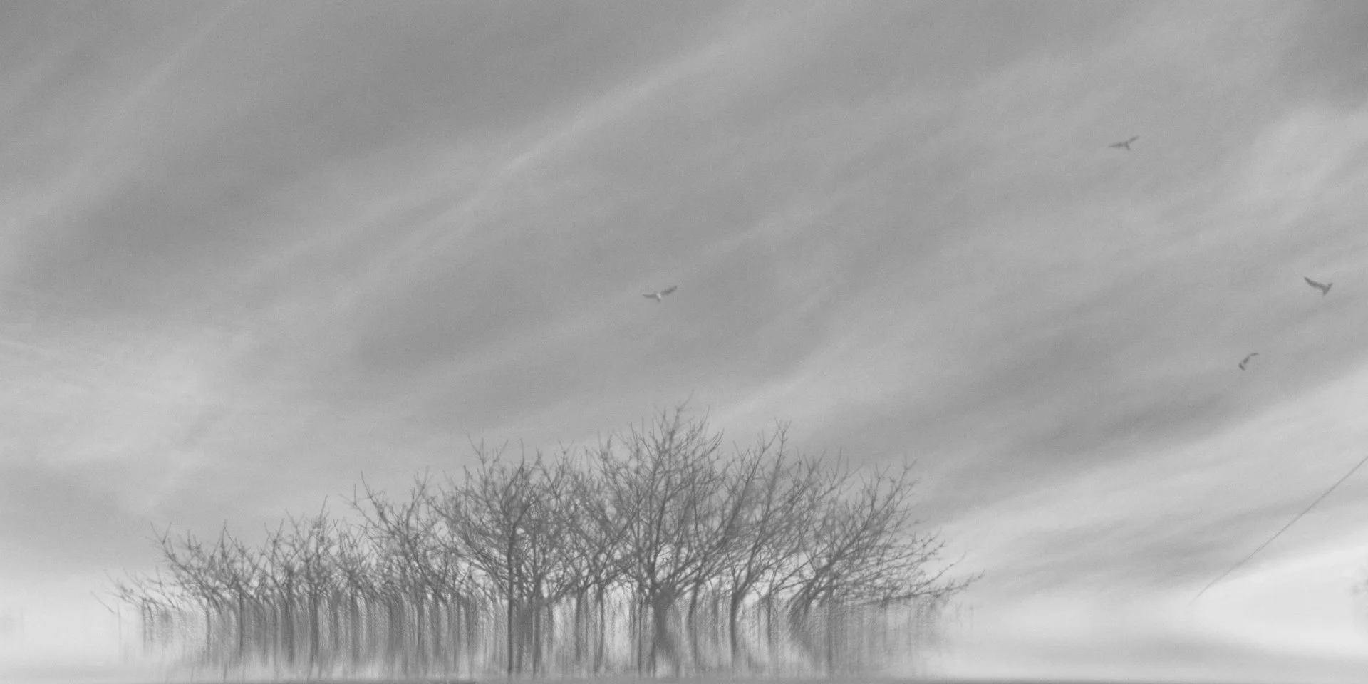 16-010513-trees-7343.jpg