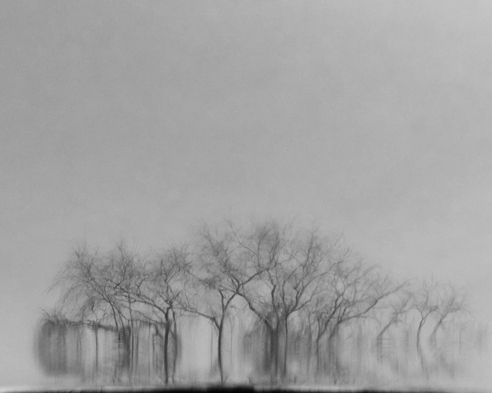 15-010813-trees-mblhd-7960 -crop.jpg