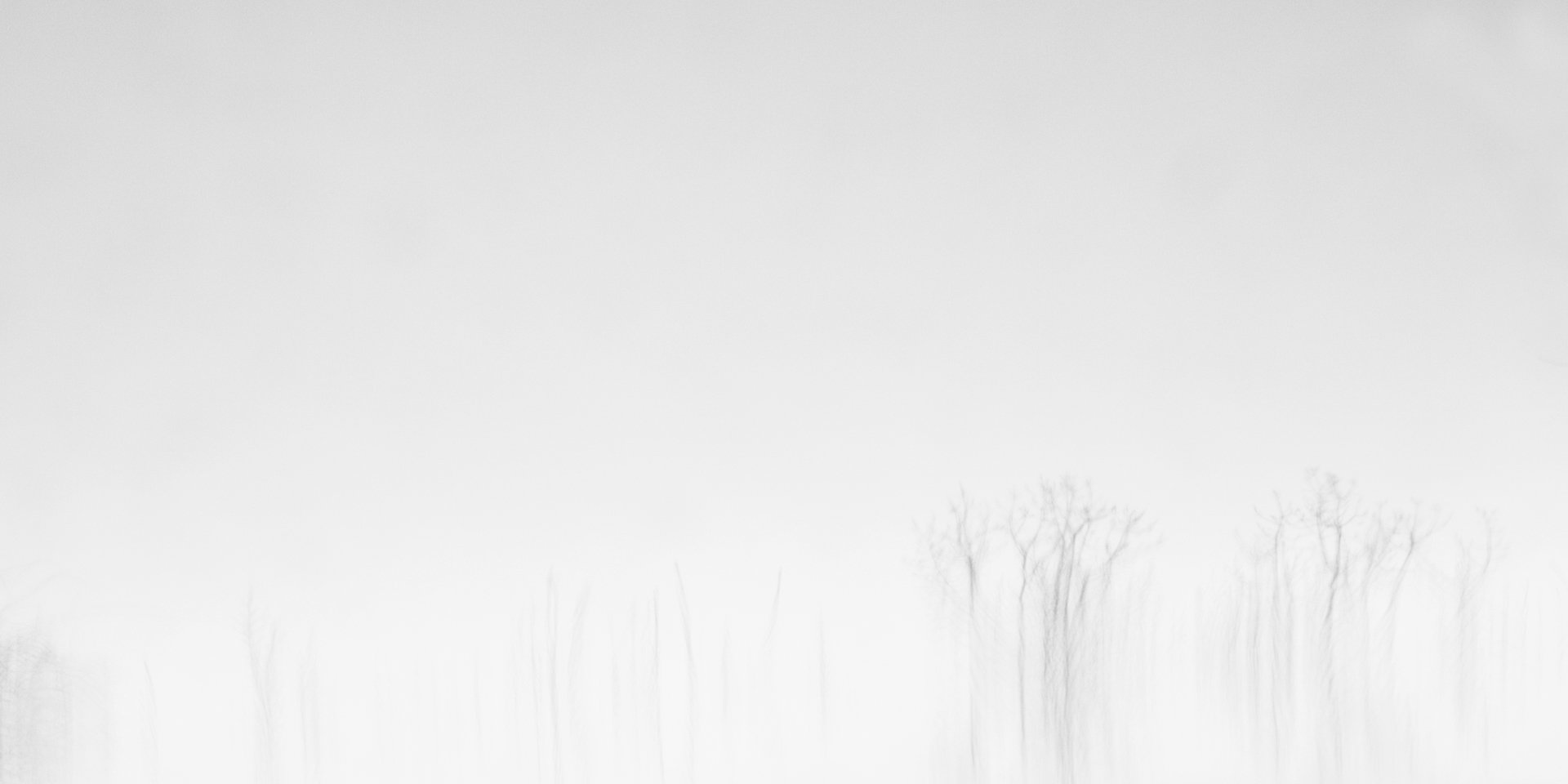 09-010613-trees-7661-10x20.jpg