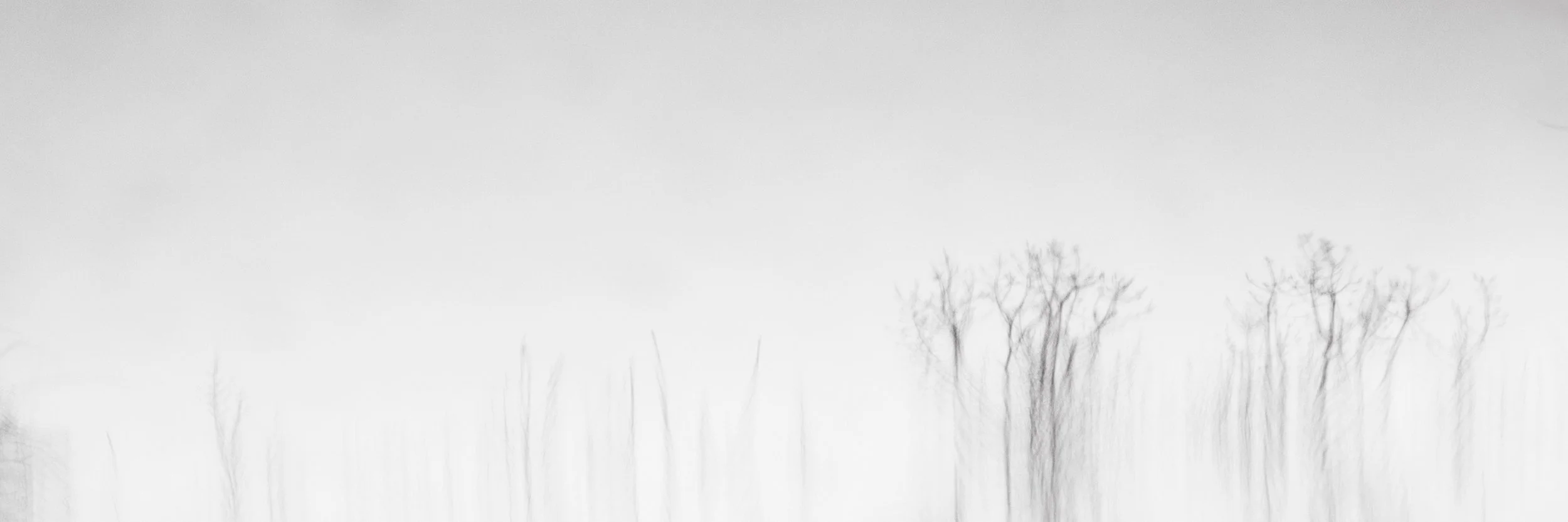 02-010613-trees-7661-10x30.jpg