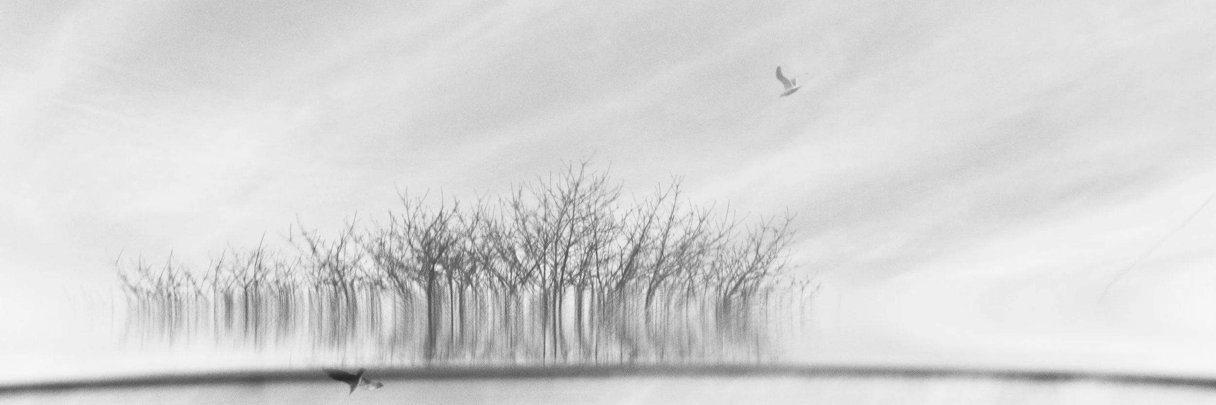 03-010513-trees-7339.jpg