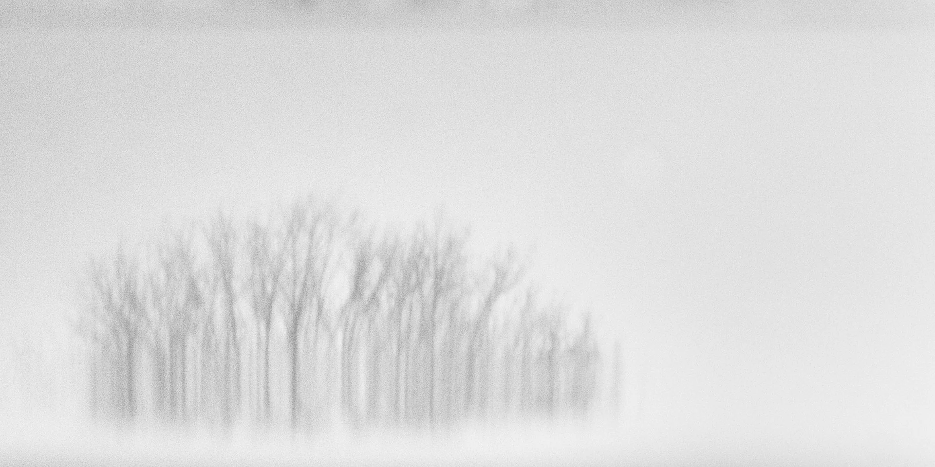 11-122812-trees-6630-10x20.jpg