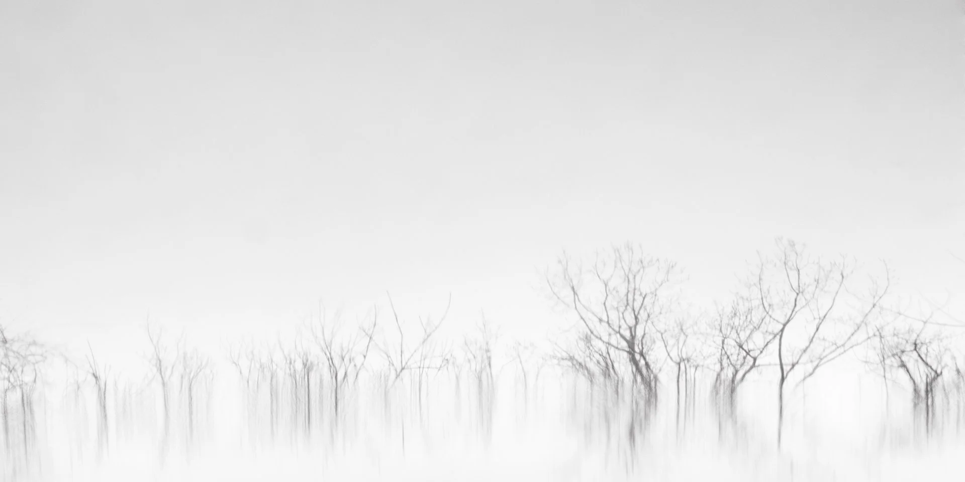 10-010613-trees-7662-10x20.jpg