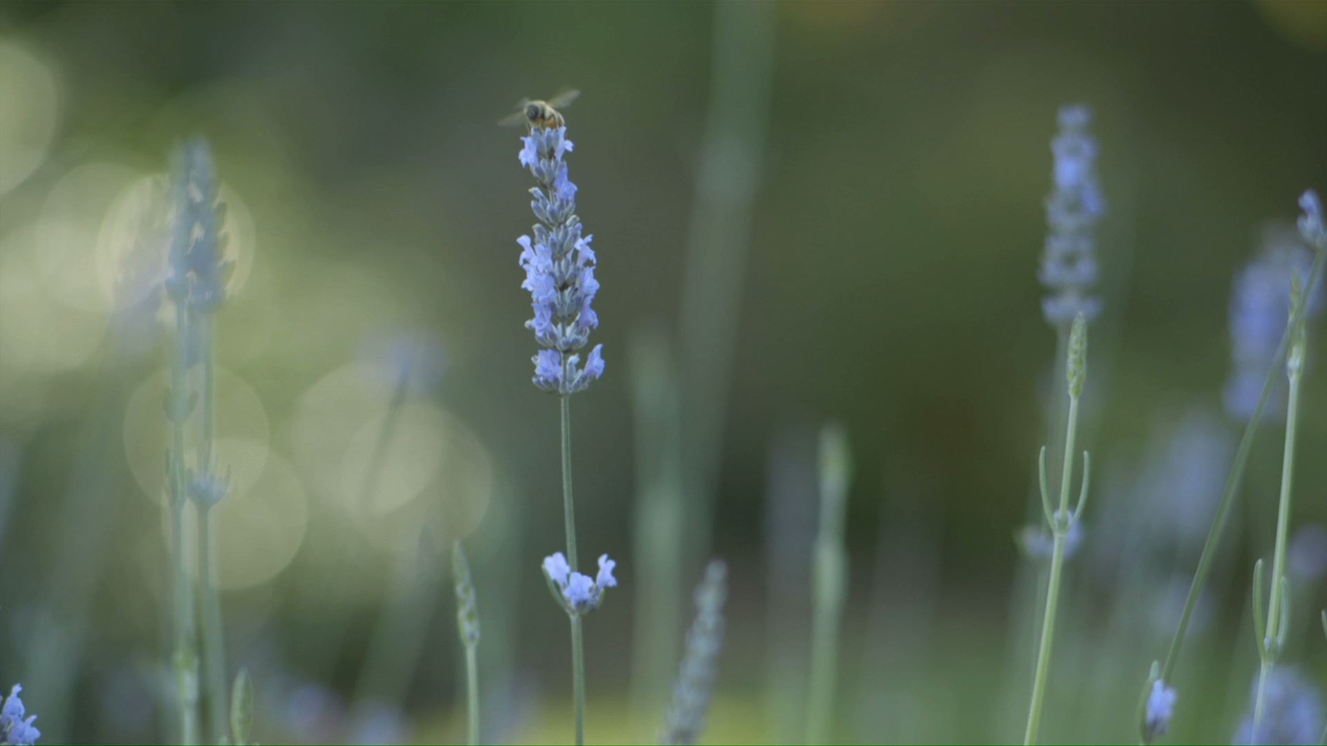 LAvender.jpeg