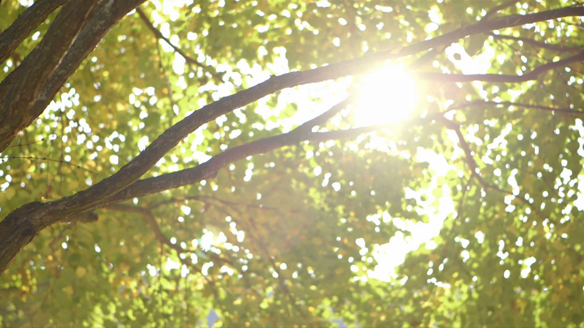 SunTree.jpeg