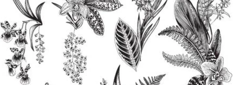 blk&wht botanical.jpg