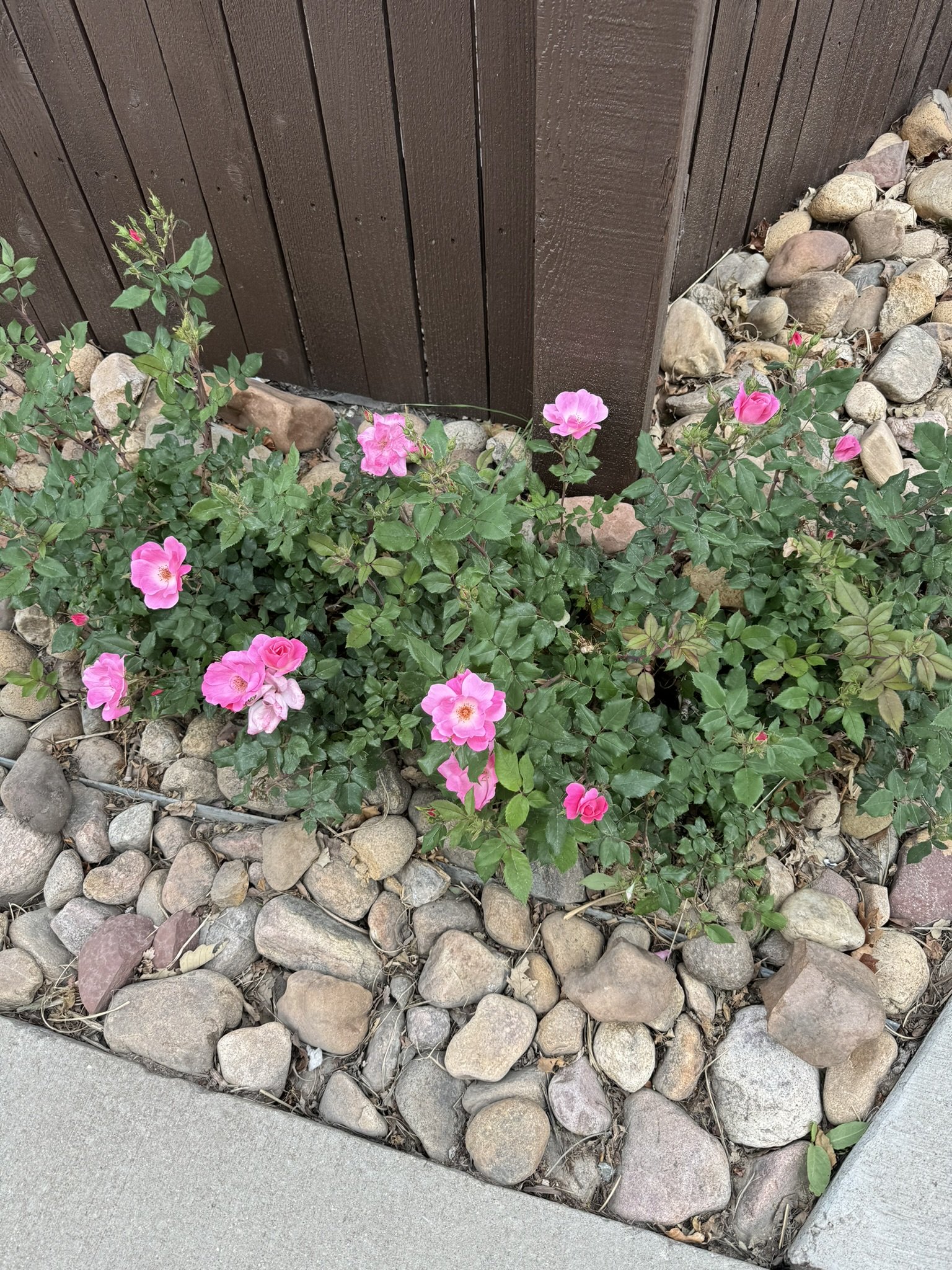 IMG_0876.JPEG