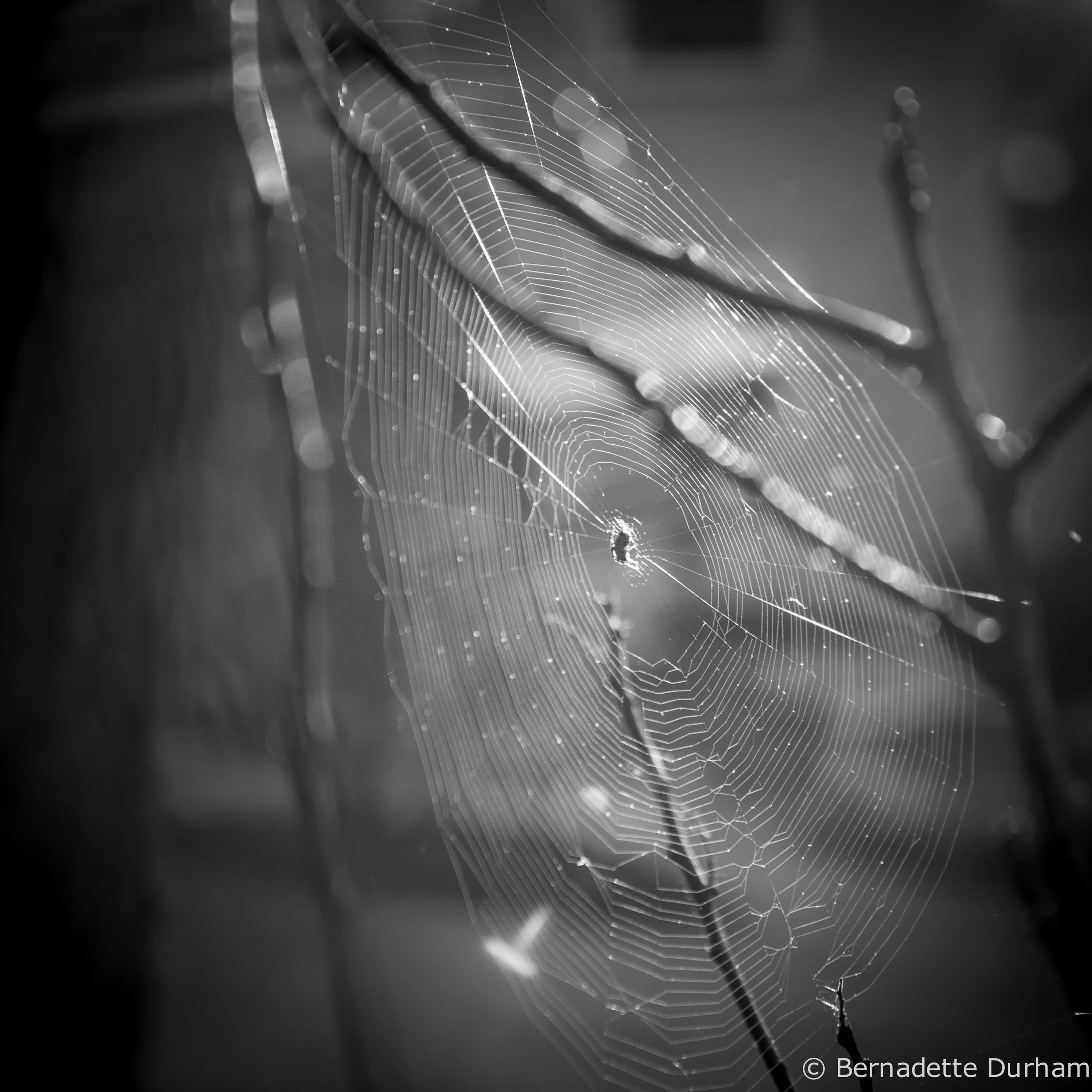 6113spiderweb.jpg