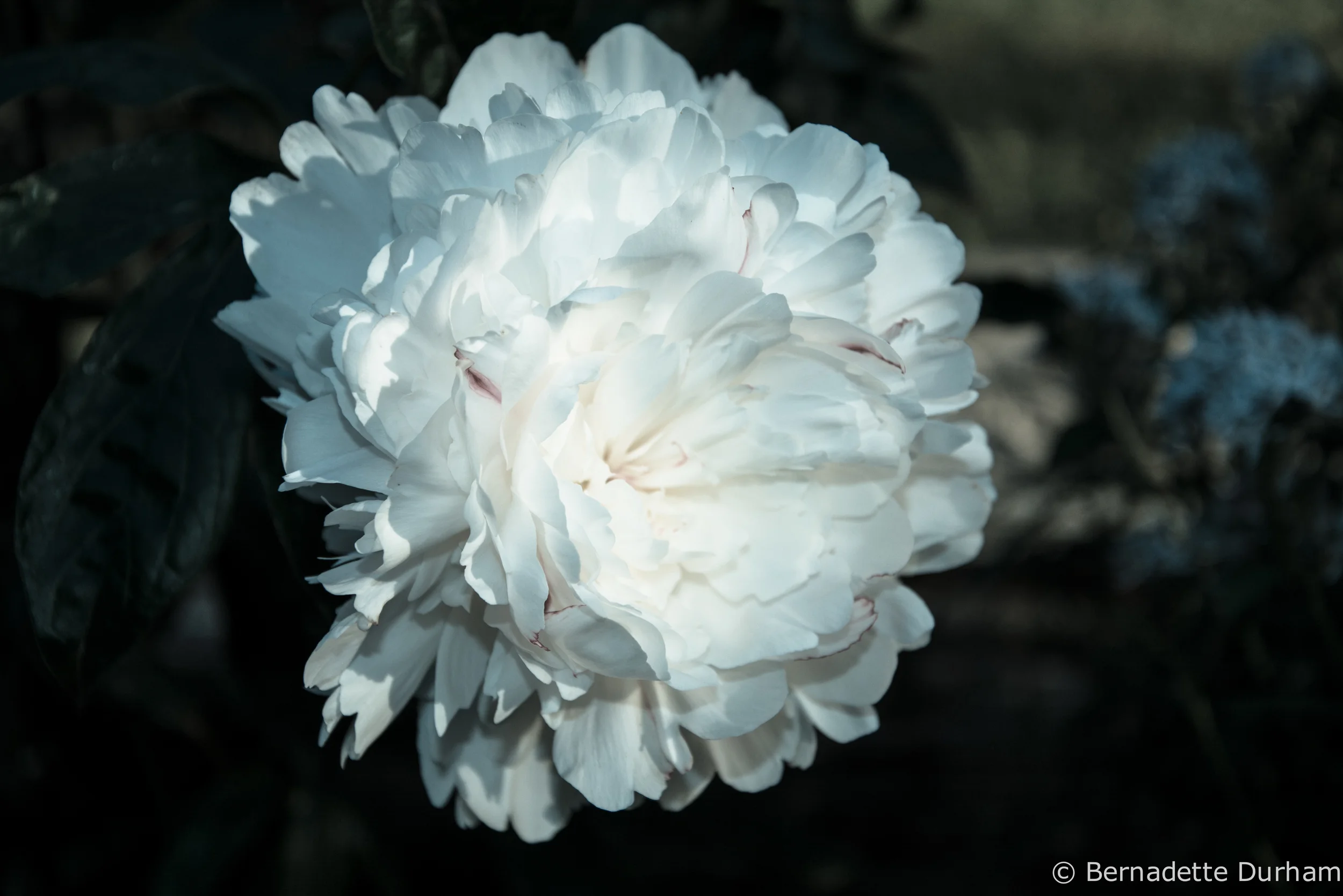 6113peony1bwv3like.jpg