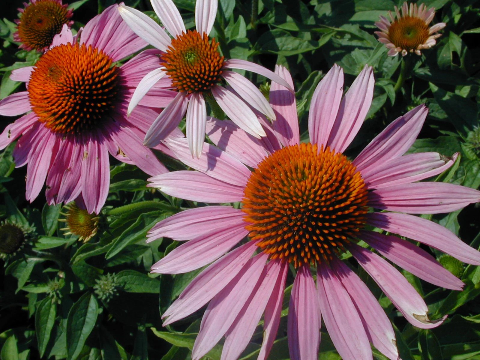 Echinacea purpurea (Purple Coneflower) is a native to eastern North America. However, as was pointed out at the recent Ecological Landscaping Association's conference in Springfield, MA, many of the plants we call Native today were new to this continent at one point--say 10,000 years ago, for example.