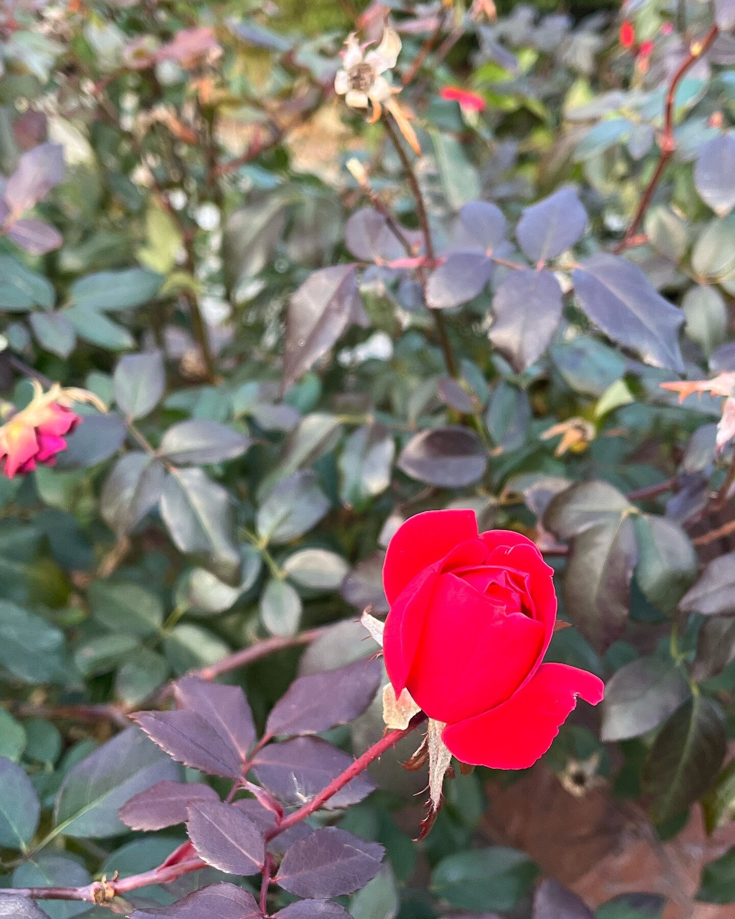 Happy December! This December 1st rose is so bright a red my iPhone camera can&rsquo;t quite make sense of it. How surprising and unexpected life is🌹✨#garden