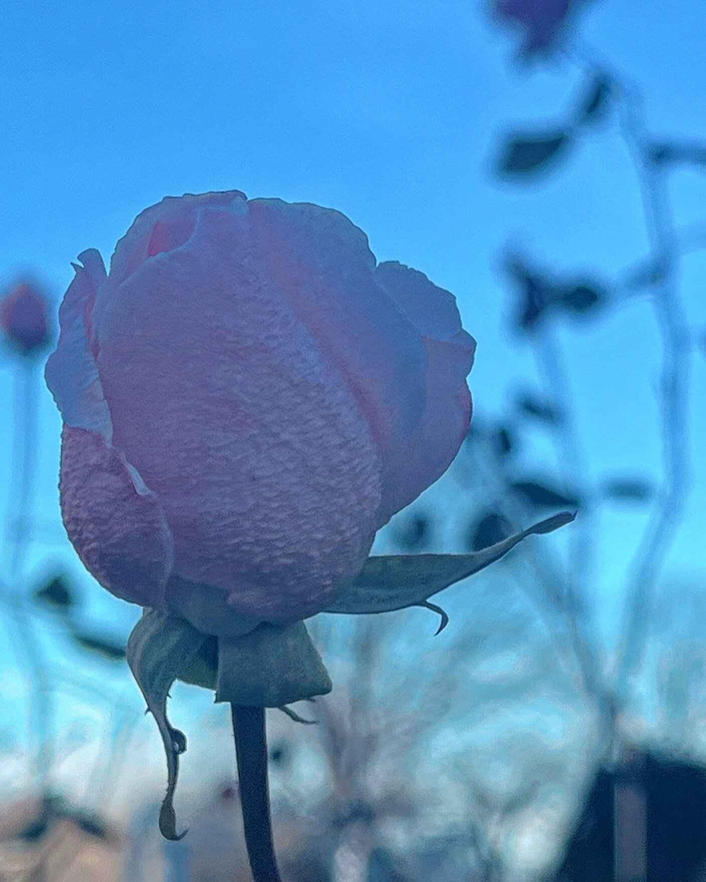 December 16th. Good morning, December rose! Roses are resilient🩷 #resilient #rose #rosa وردة#