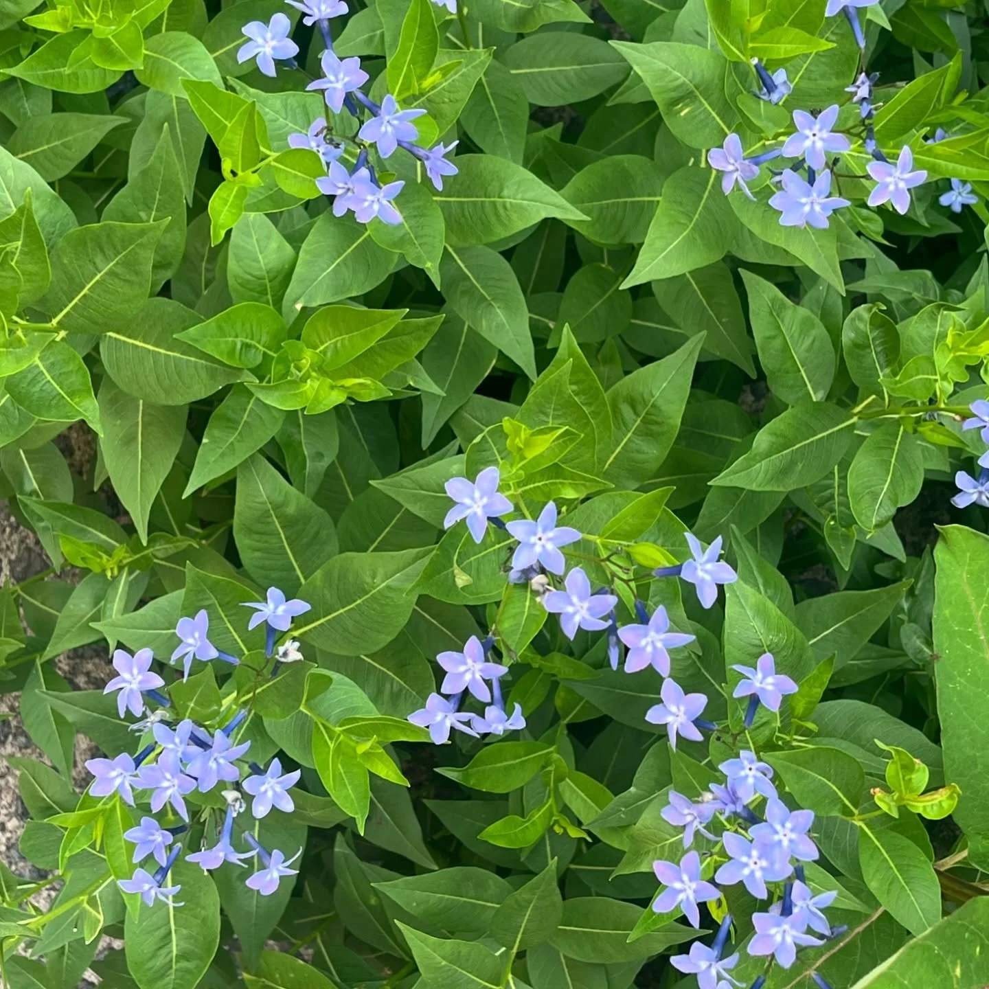 Native to NY and much of the East coast, the spring / early summer flowering Amsonia tabernaemontana or Blue Star (native &lsquo;Blue Ice&rsquo;).