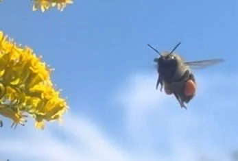 Don&rsquo;t keep him waiting! #bombusimpatiens #easternbumblebee 🐝