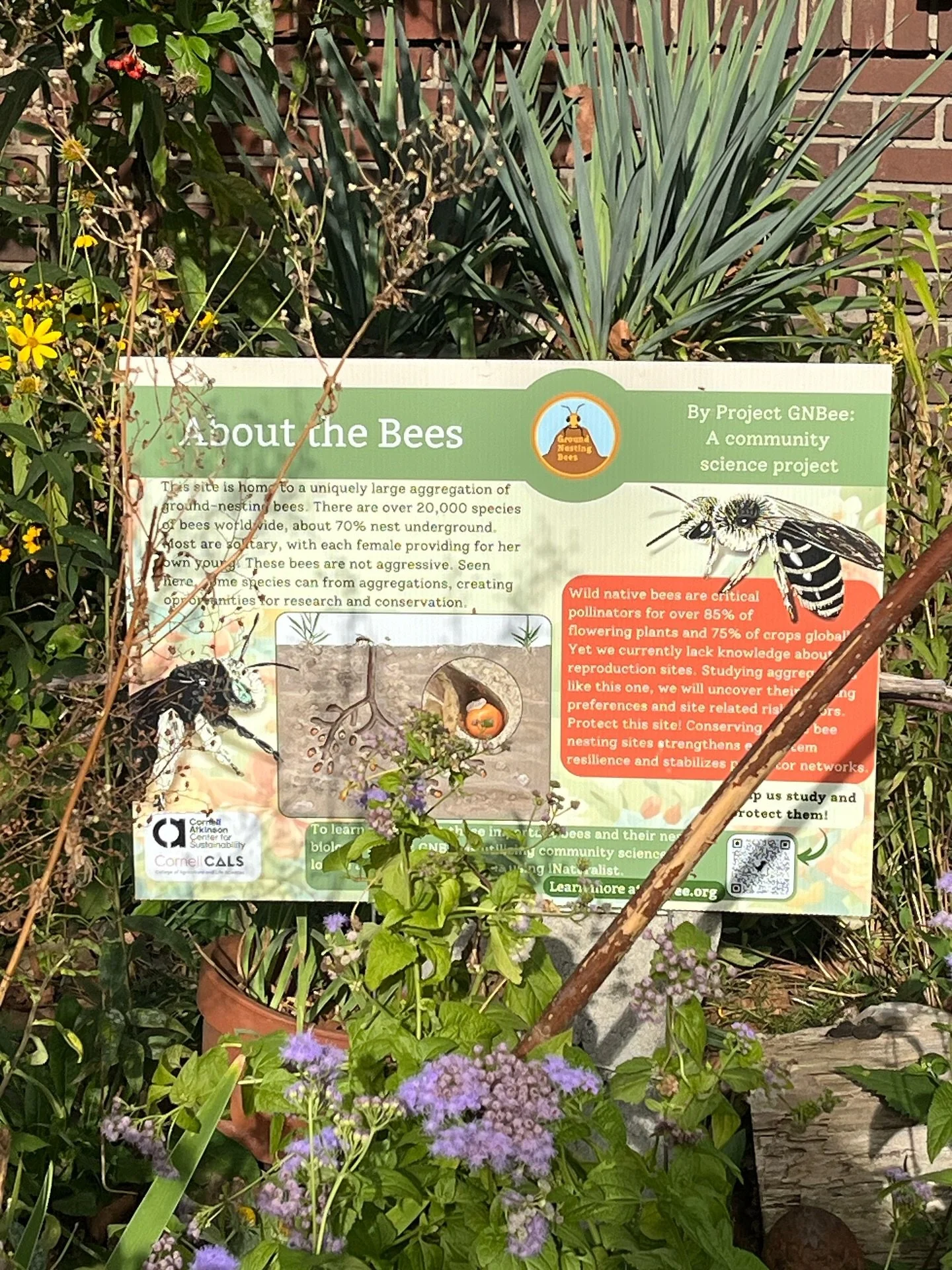 Cornell entomologists are studying a neighbor&rsquo;s garden after they noticed he&rsquo;d posted thousands of sightings of native bees and other insects. He&rsquo;s been developing a native garden on his property for 20 yrs and now has an actual nat