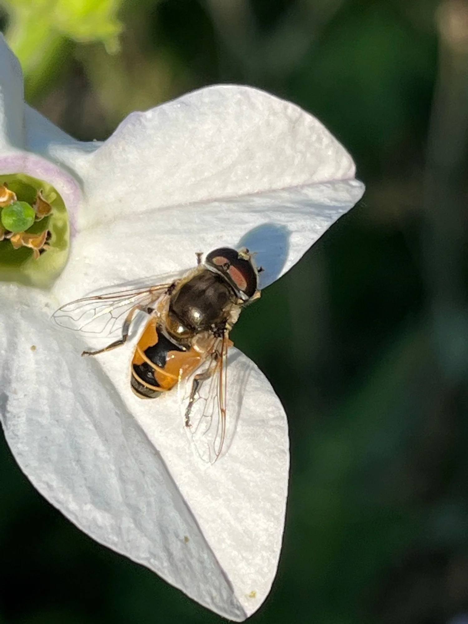 8 Beneficial Insects to Welcome to the Garden — twelve gardens ltd.